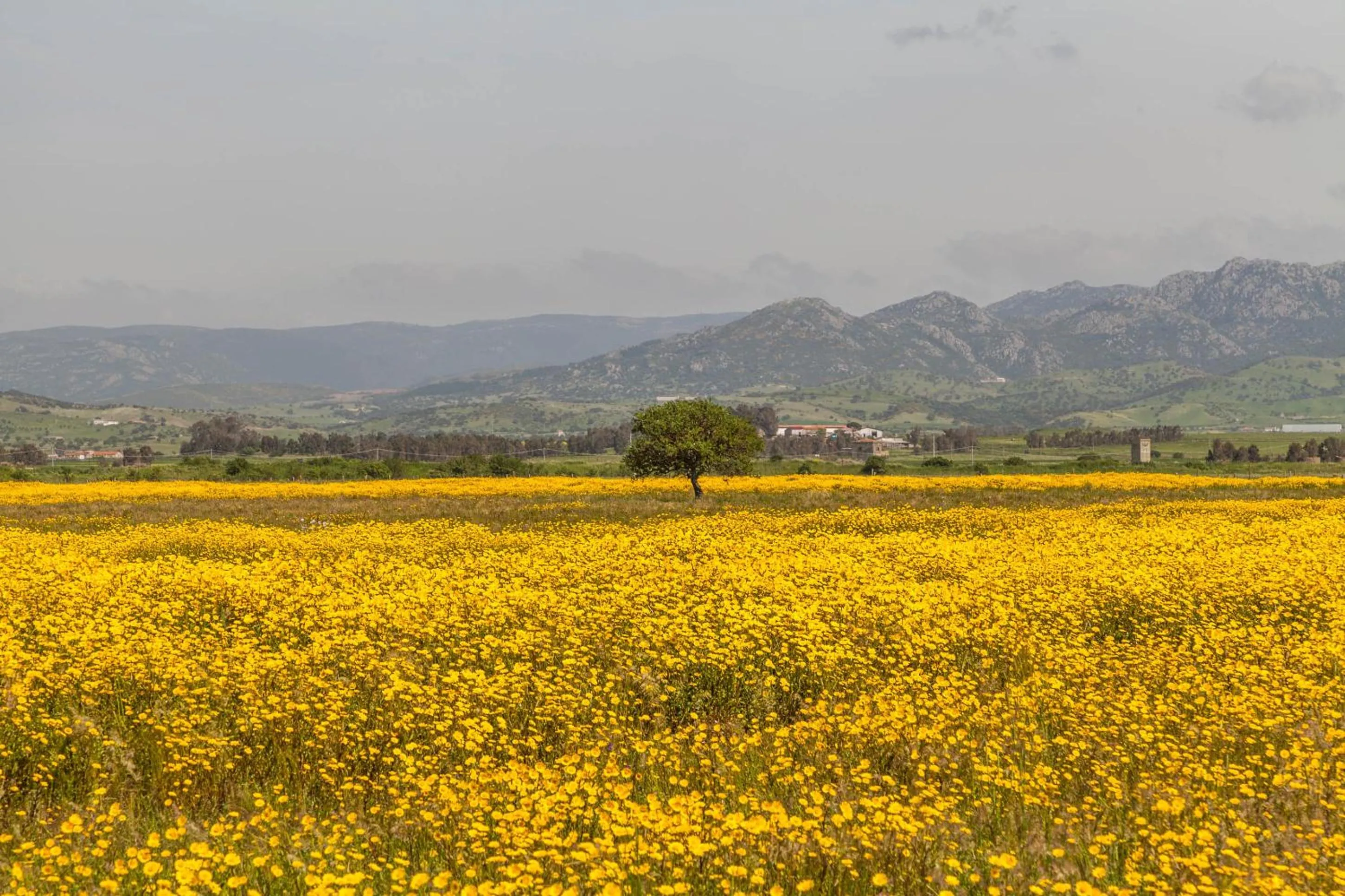 Spring in The Old Farm Asfodeli - Adults Only