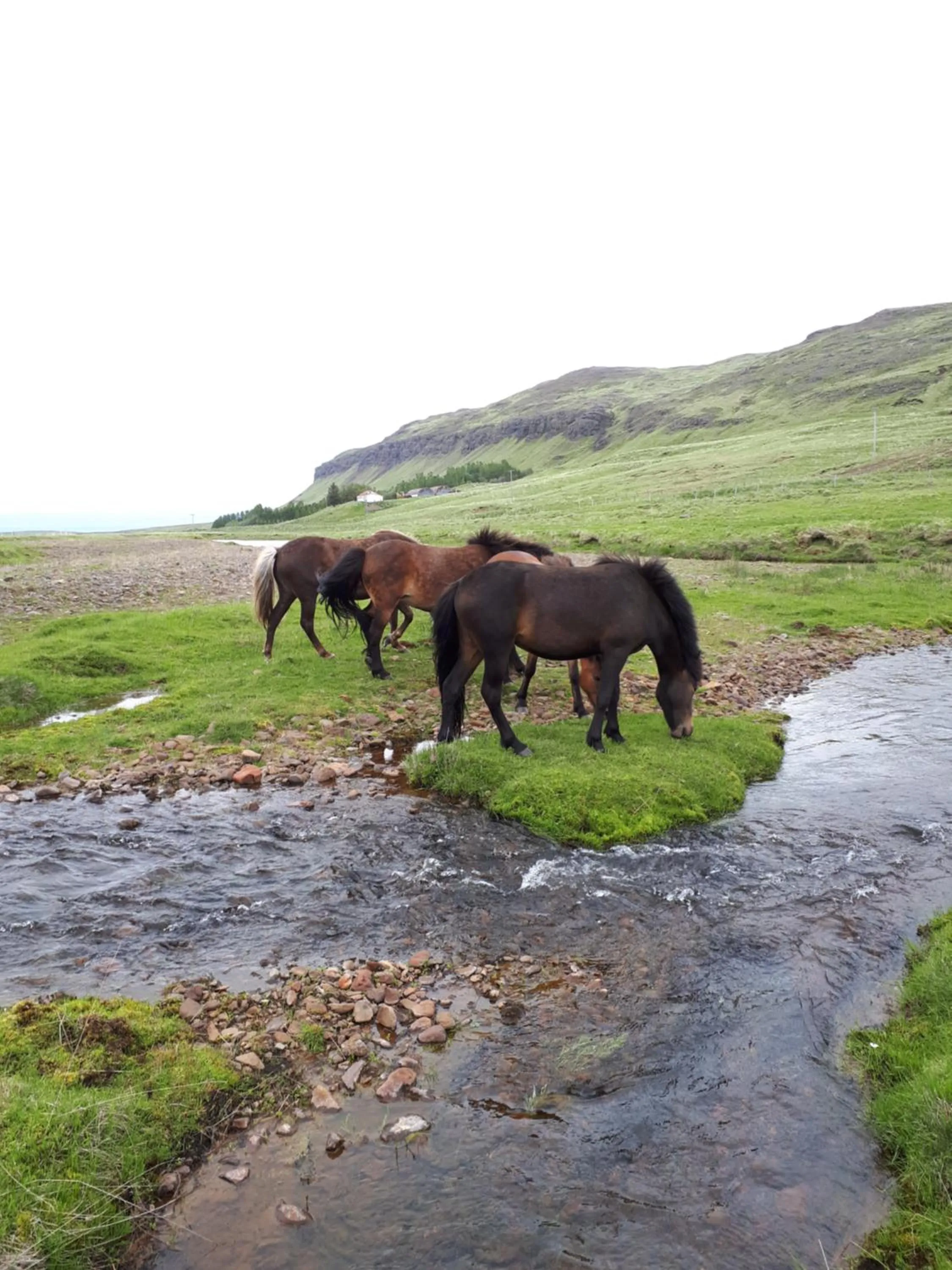 Animals in Ravencliff Lodge
