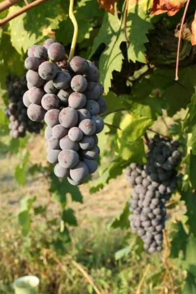 B&B La Quercia