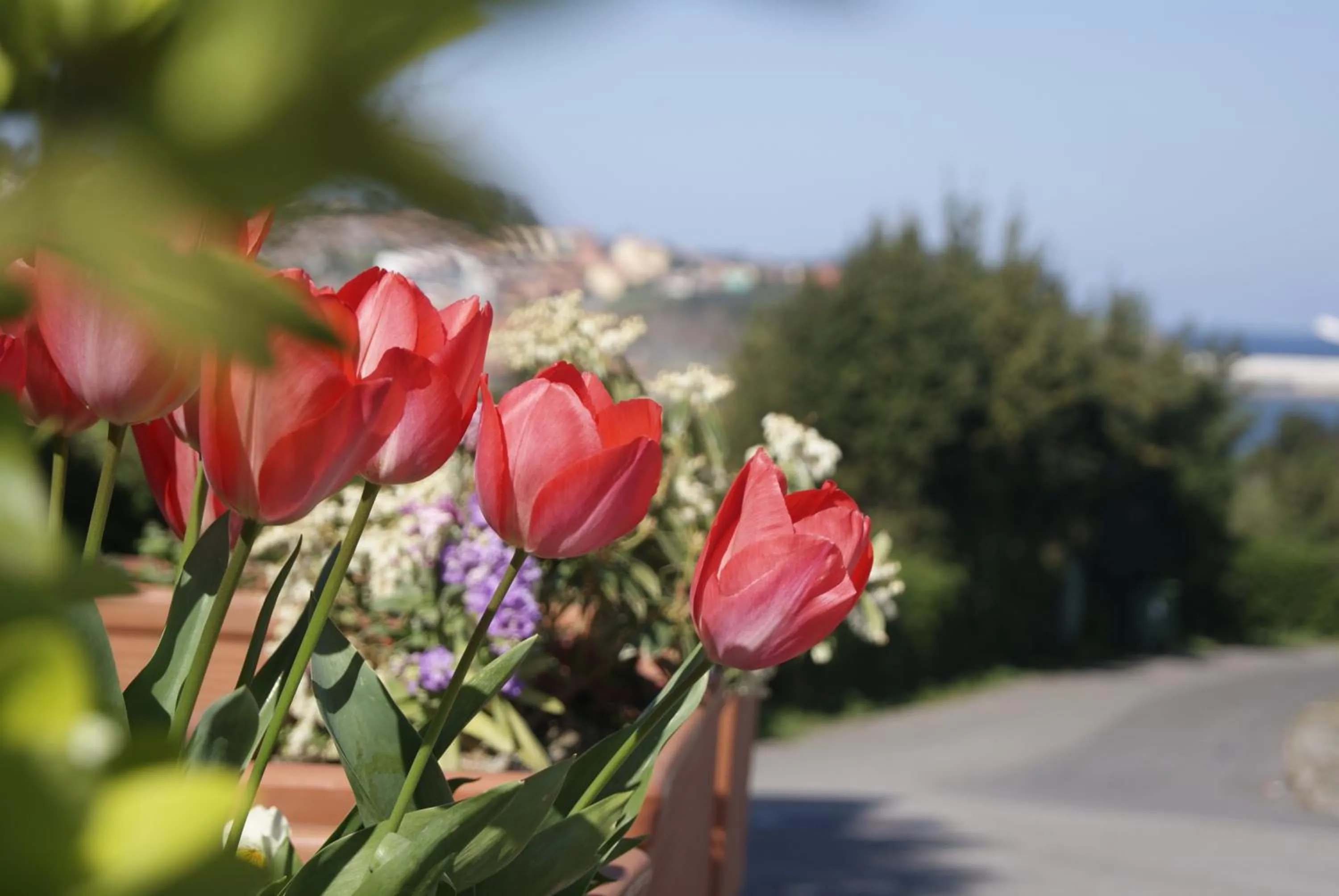 Day in Hotel Los Laureles