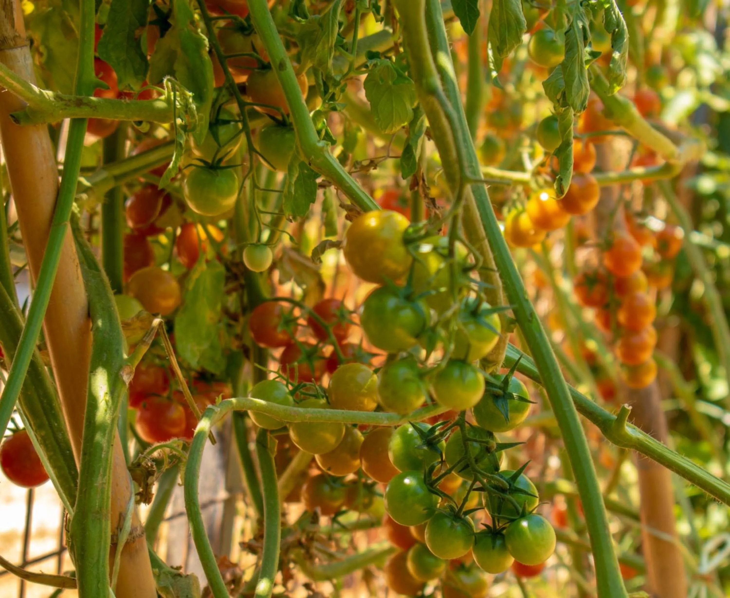 Garden in Dimitra & Evdokia Hotel