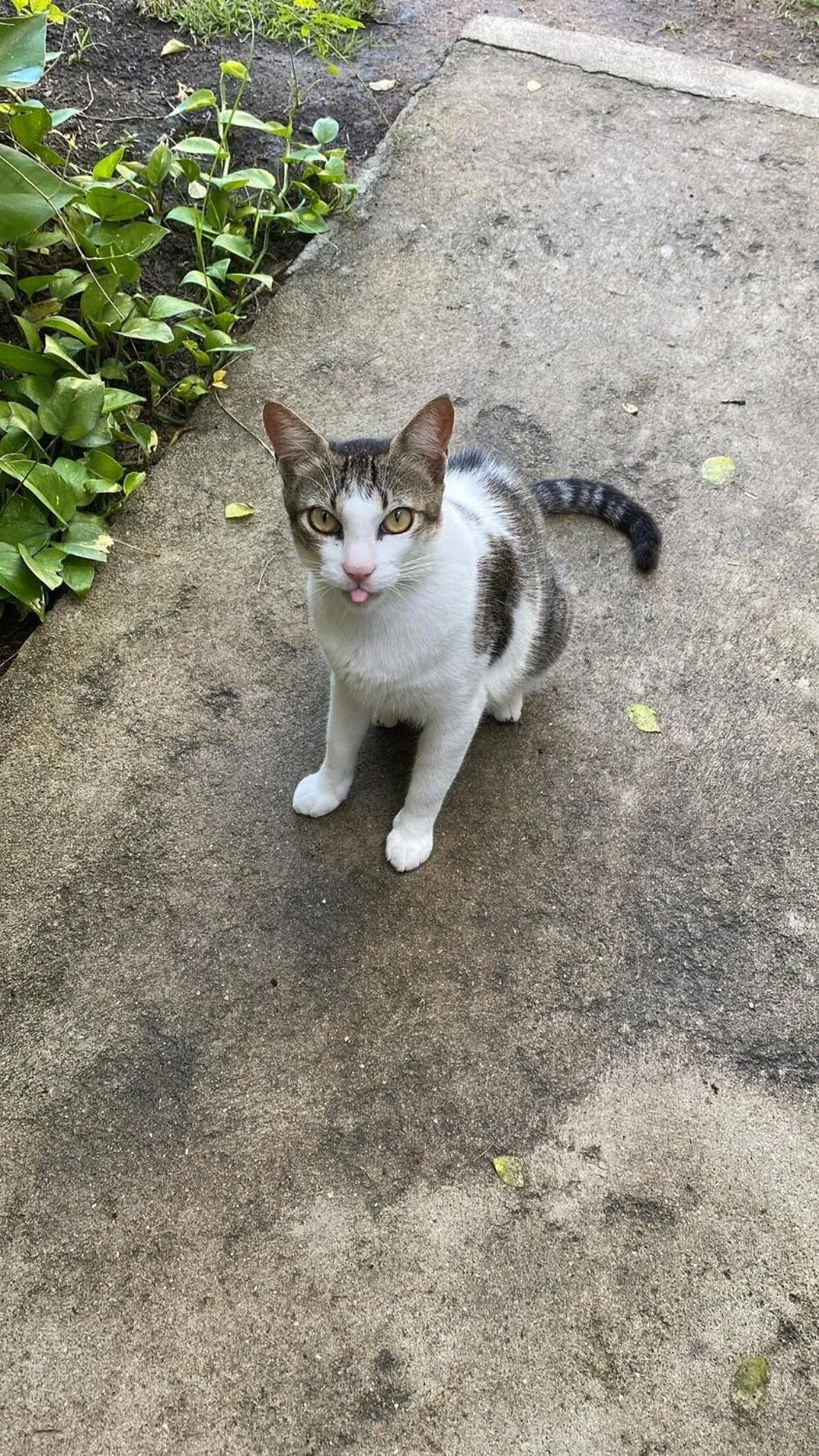 Pets in Villa Pantai Milagres Exclusive Hotel