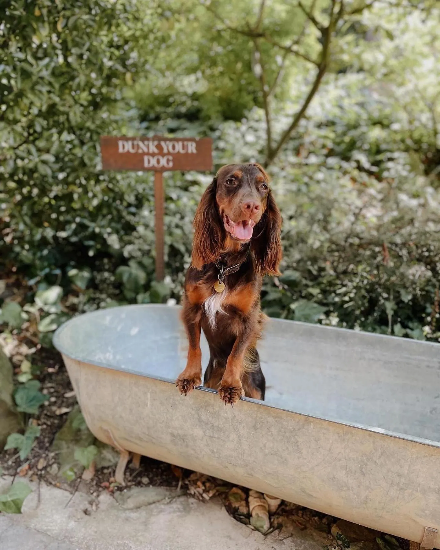 Pets in The Fish Hotel