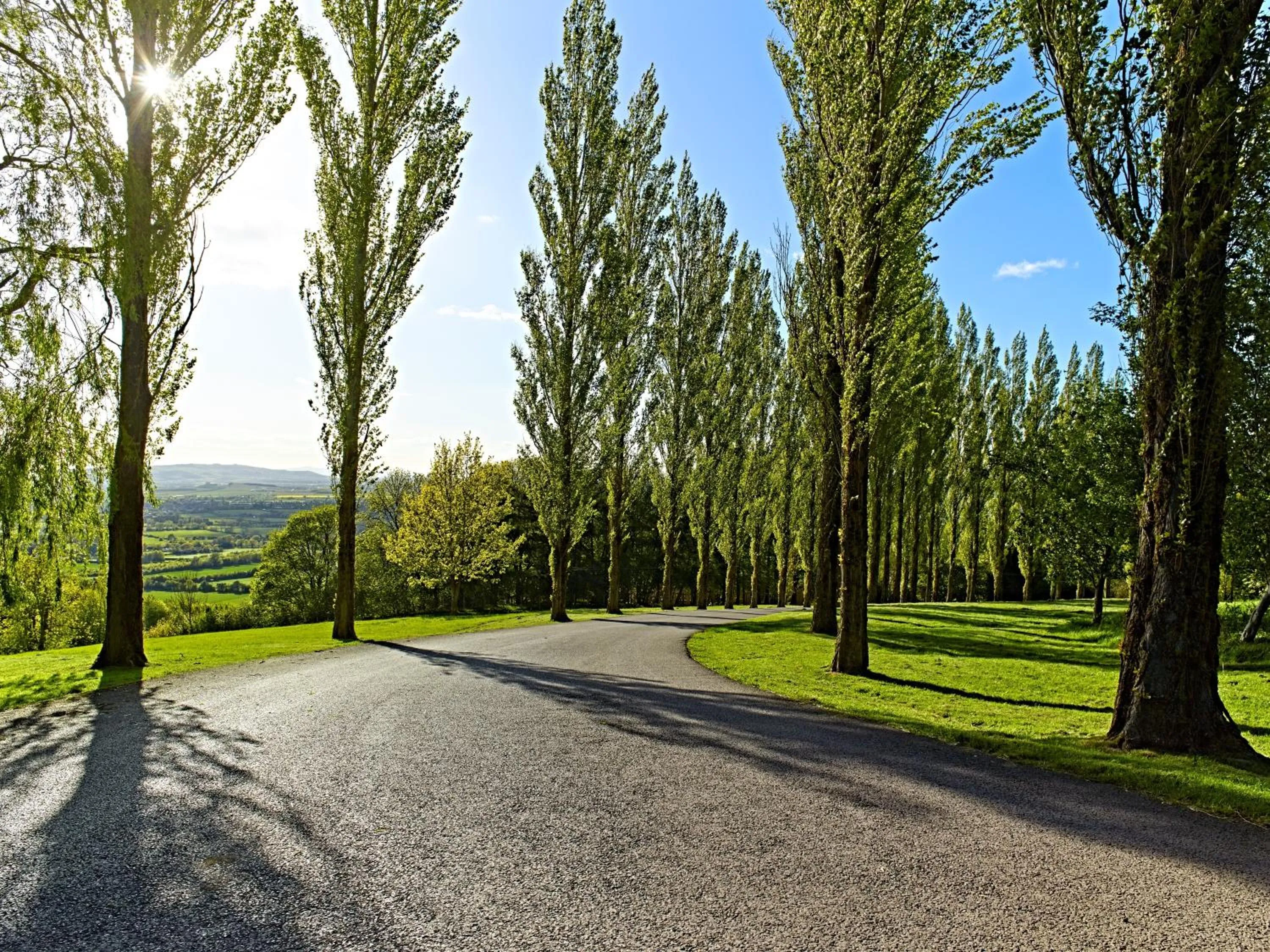 Garden view in The Fish Hotel
