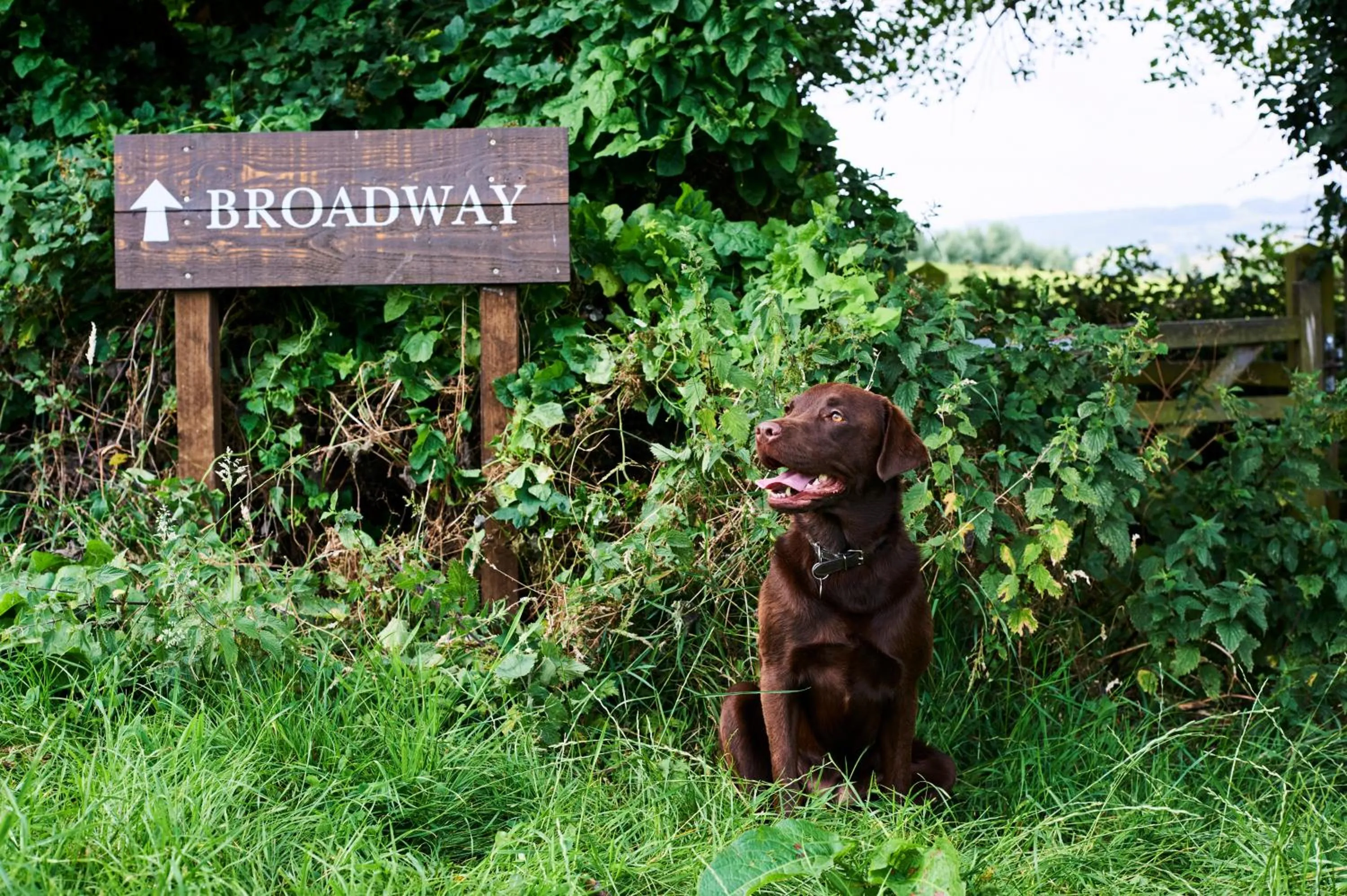 Animals in The Fish Hotel