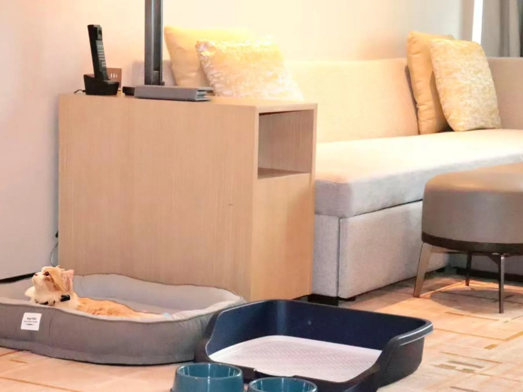 pet friendly in Hyatt Place Chengdu Pebble Walk