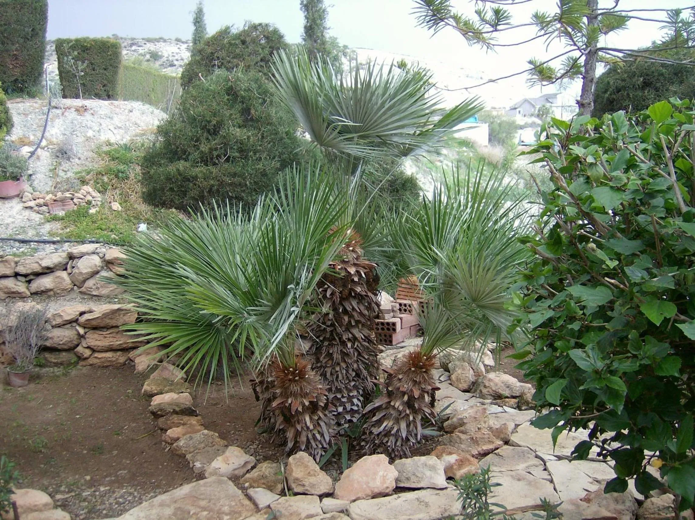 Garden view in Rantzo Holiday Apartments