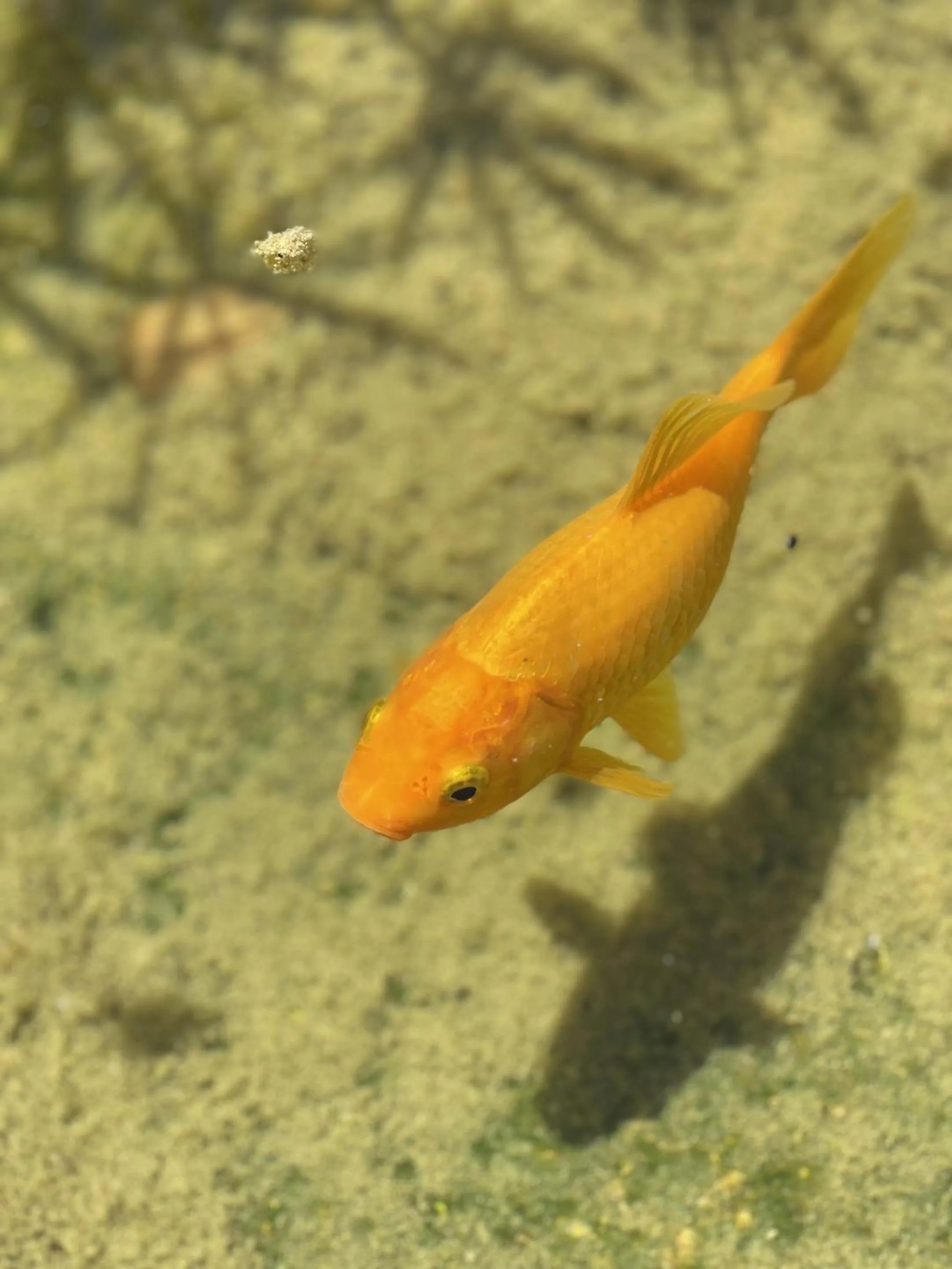Garden in Le Mas Des Chutes