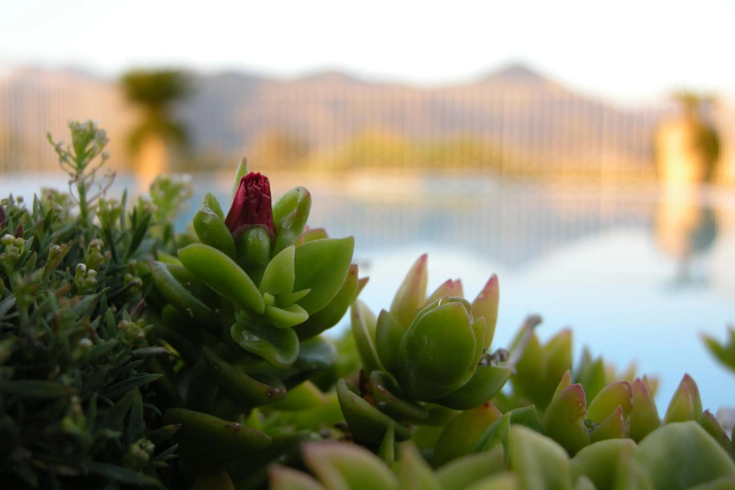 Other in Residence Verdeluna