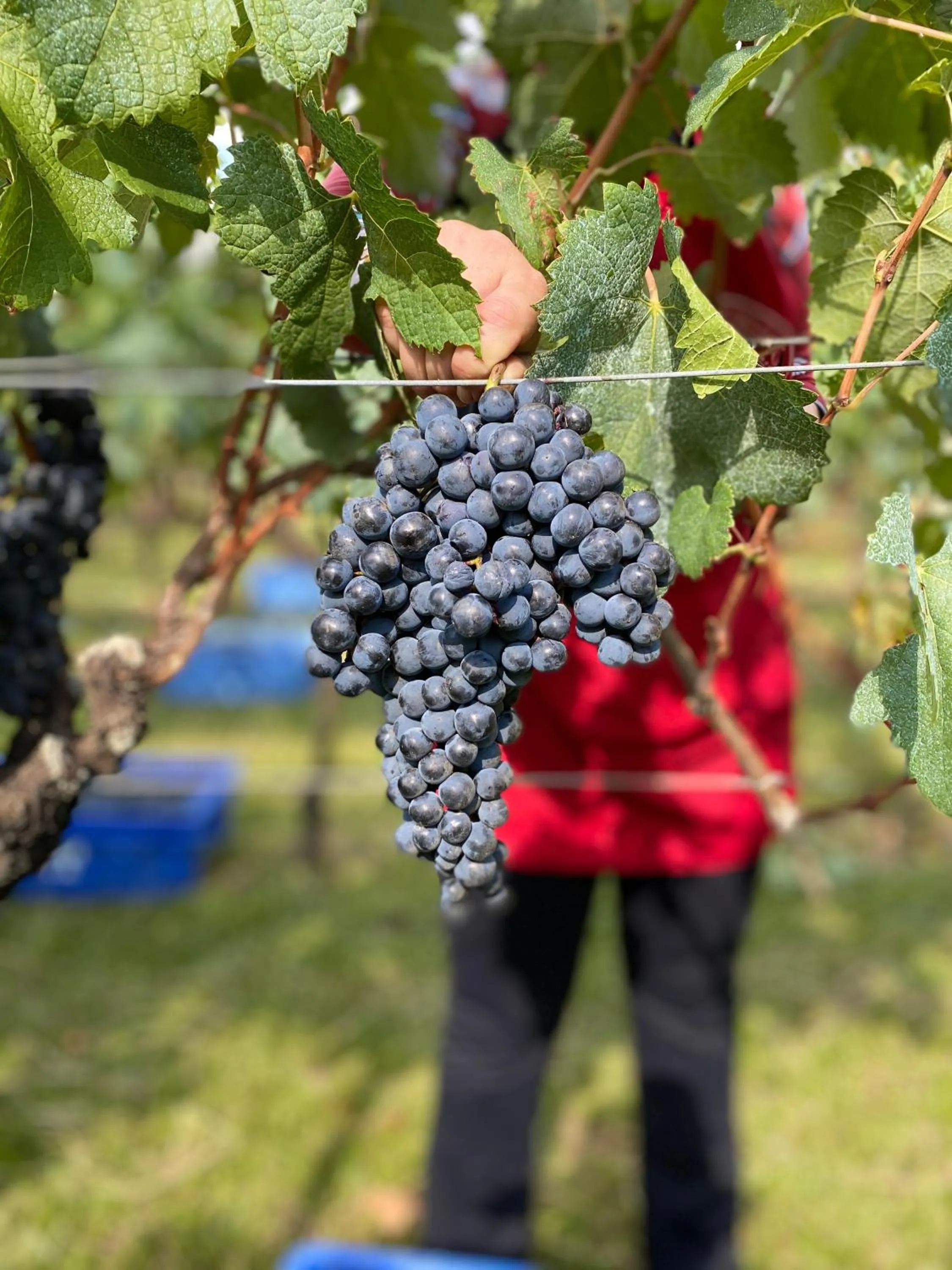 Spa do Vinho Condomínio Vitivinícola