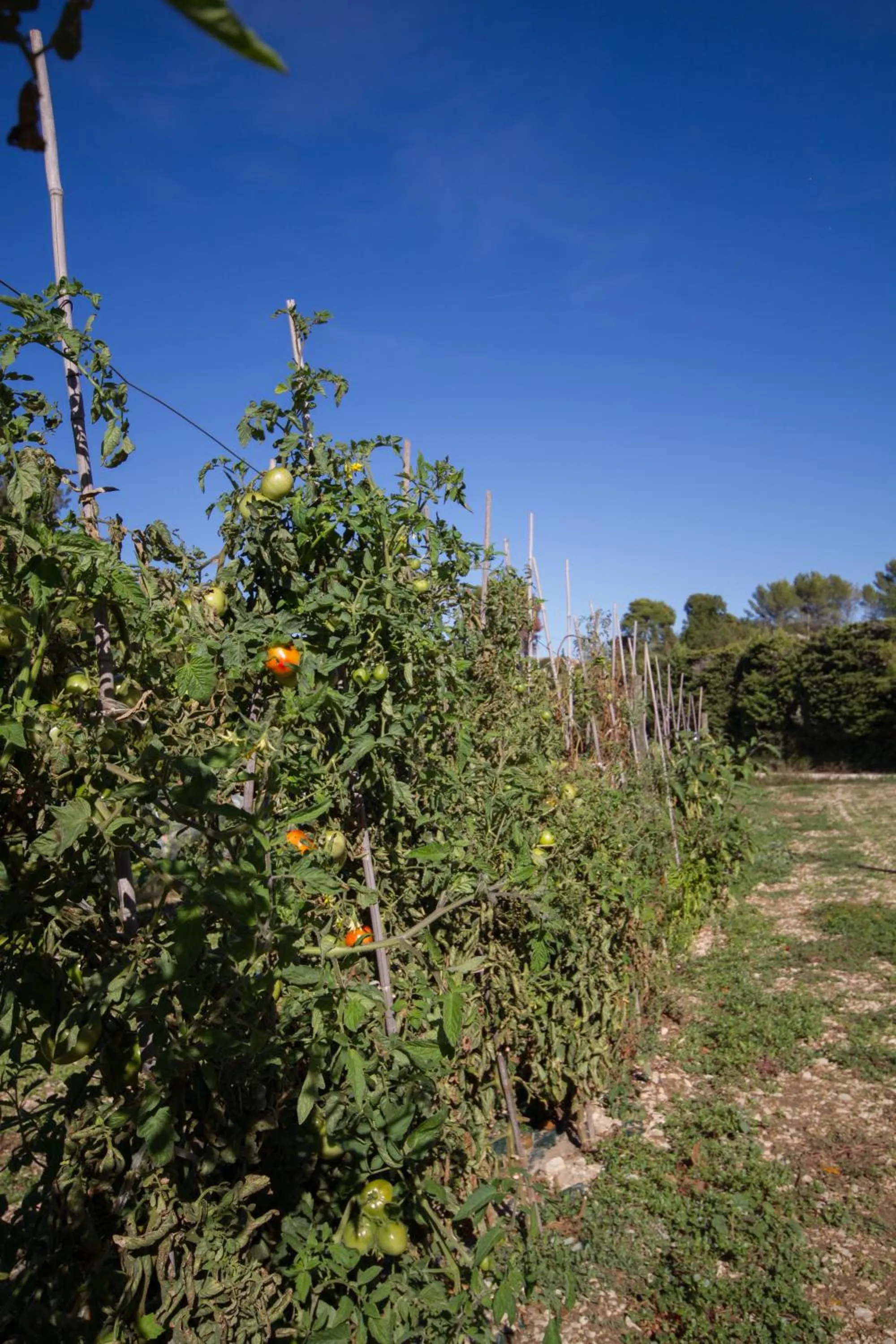 Natural landscape in Les Résidences de Métifiot
