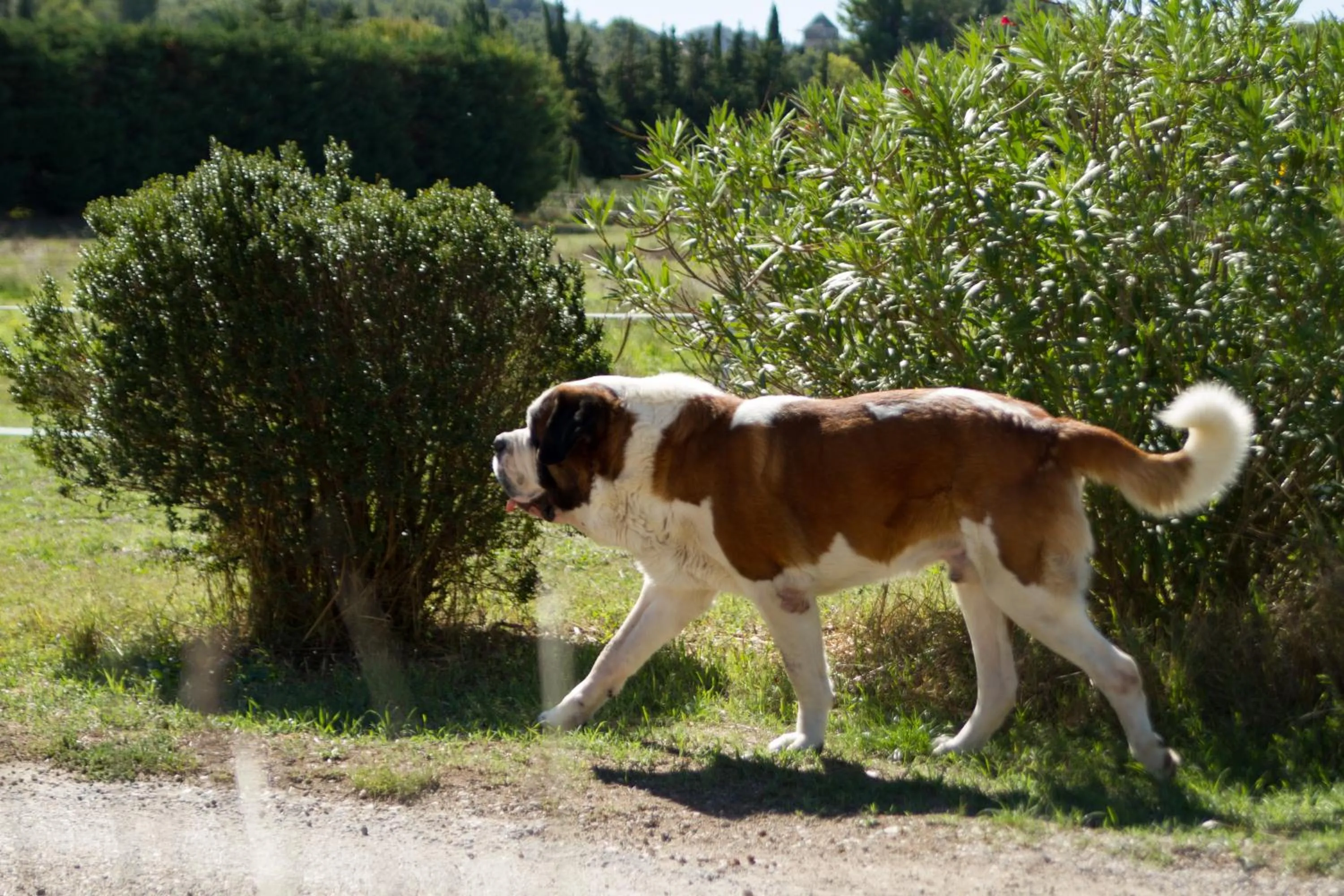 Garden in Les Résidences de Métifiot