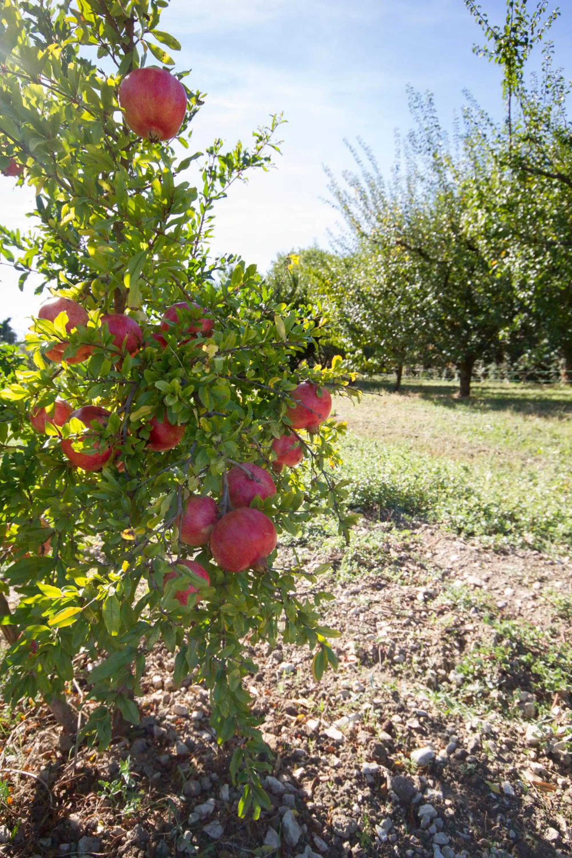 Natural landscape in Les Résidences de Métifiot