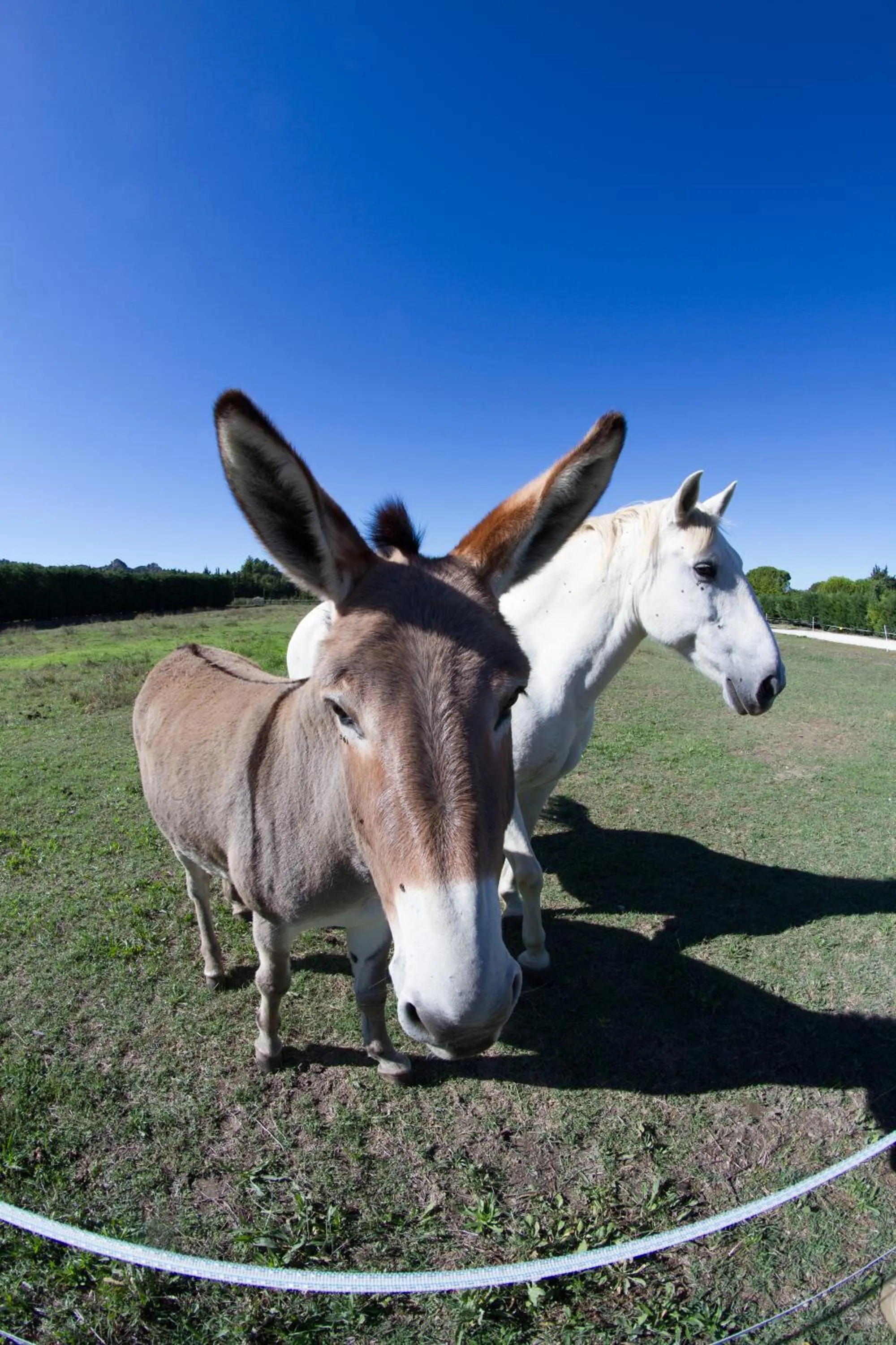 Garden in Les Résidences de Métifiot