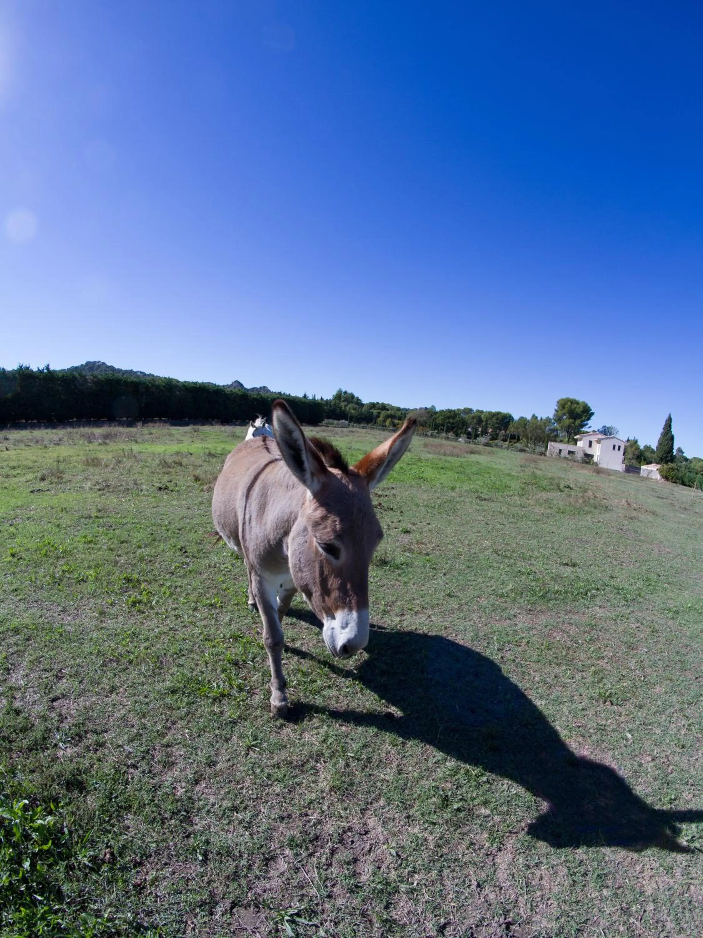 Garden in Les Résidences de Métifiot