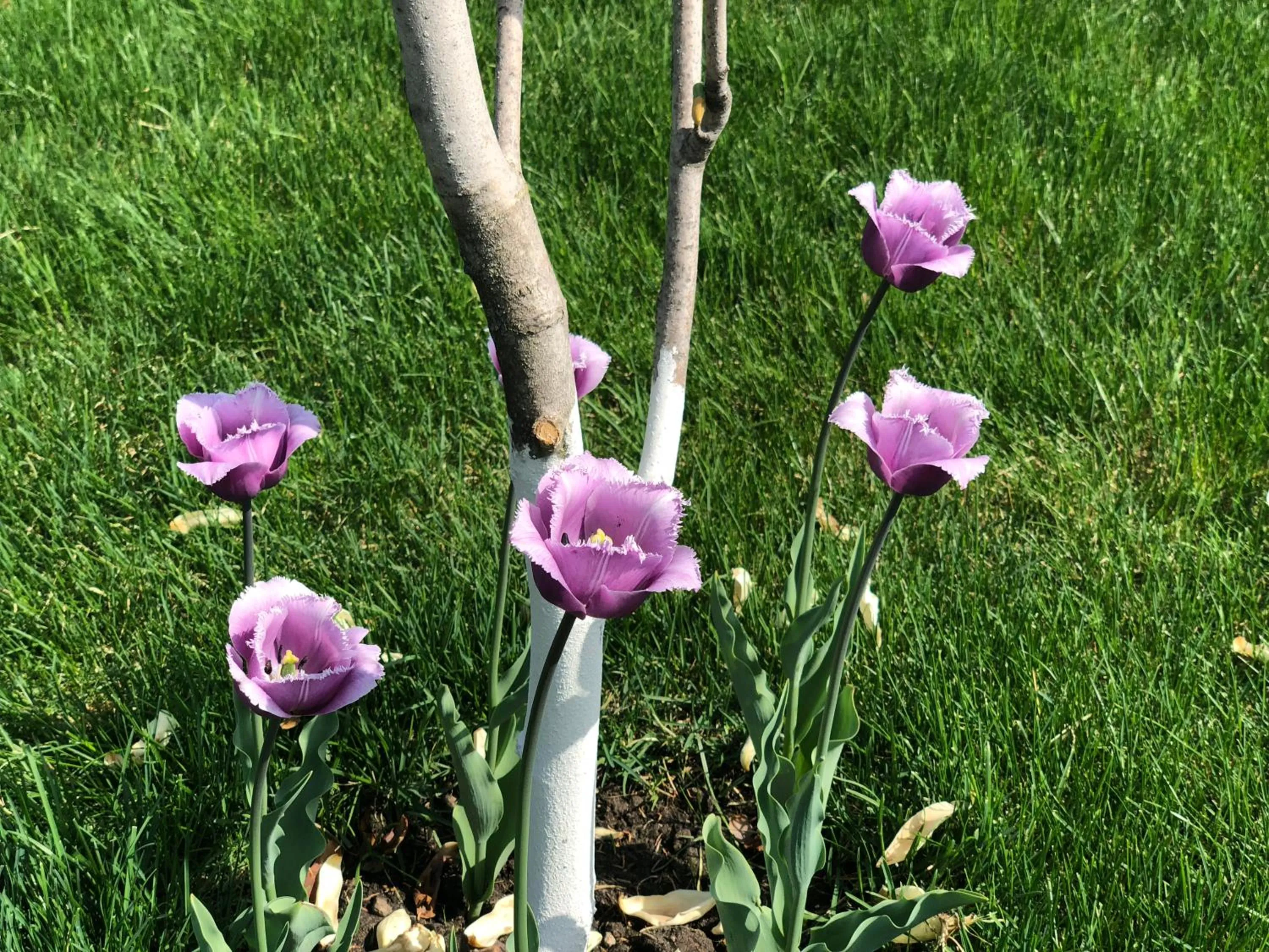 Garden in Sofievsky Posad Hotel