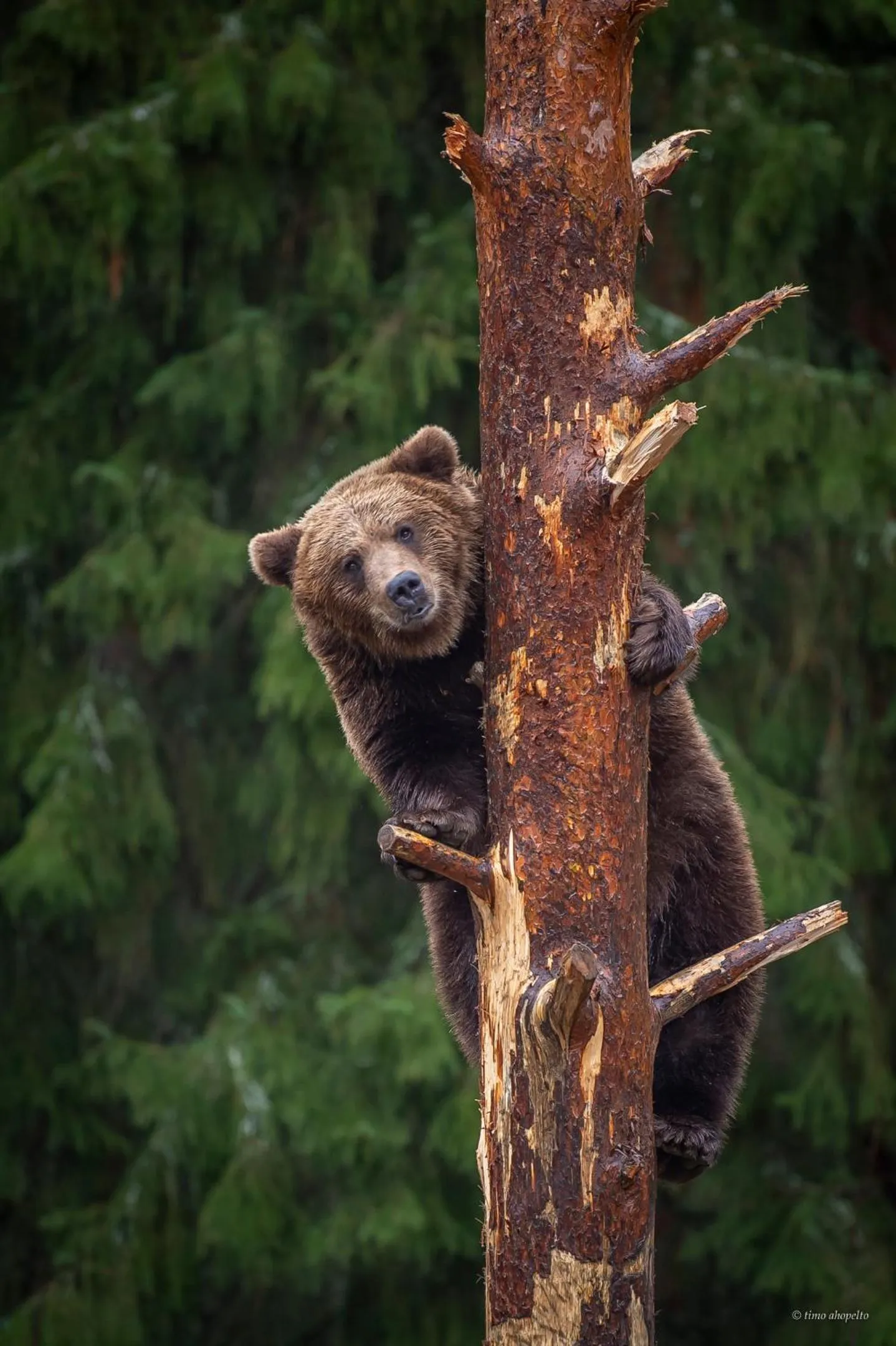 Natural landscape in Hotel Mesikämmen