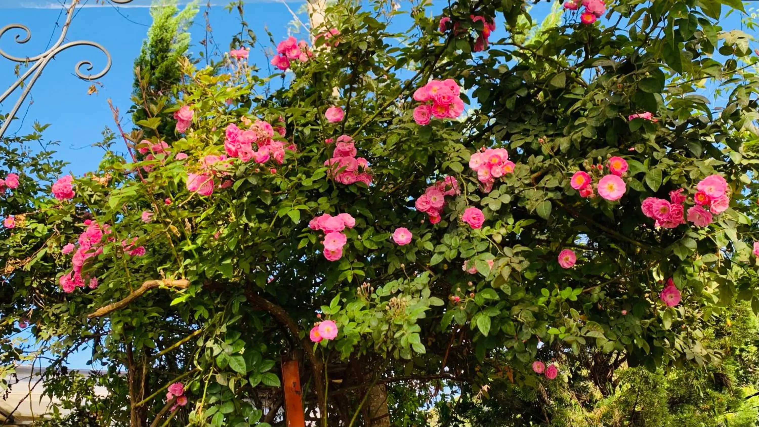 Spring in Hoàng Gia Trang