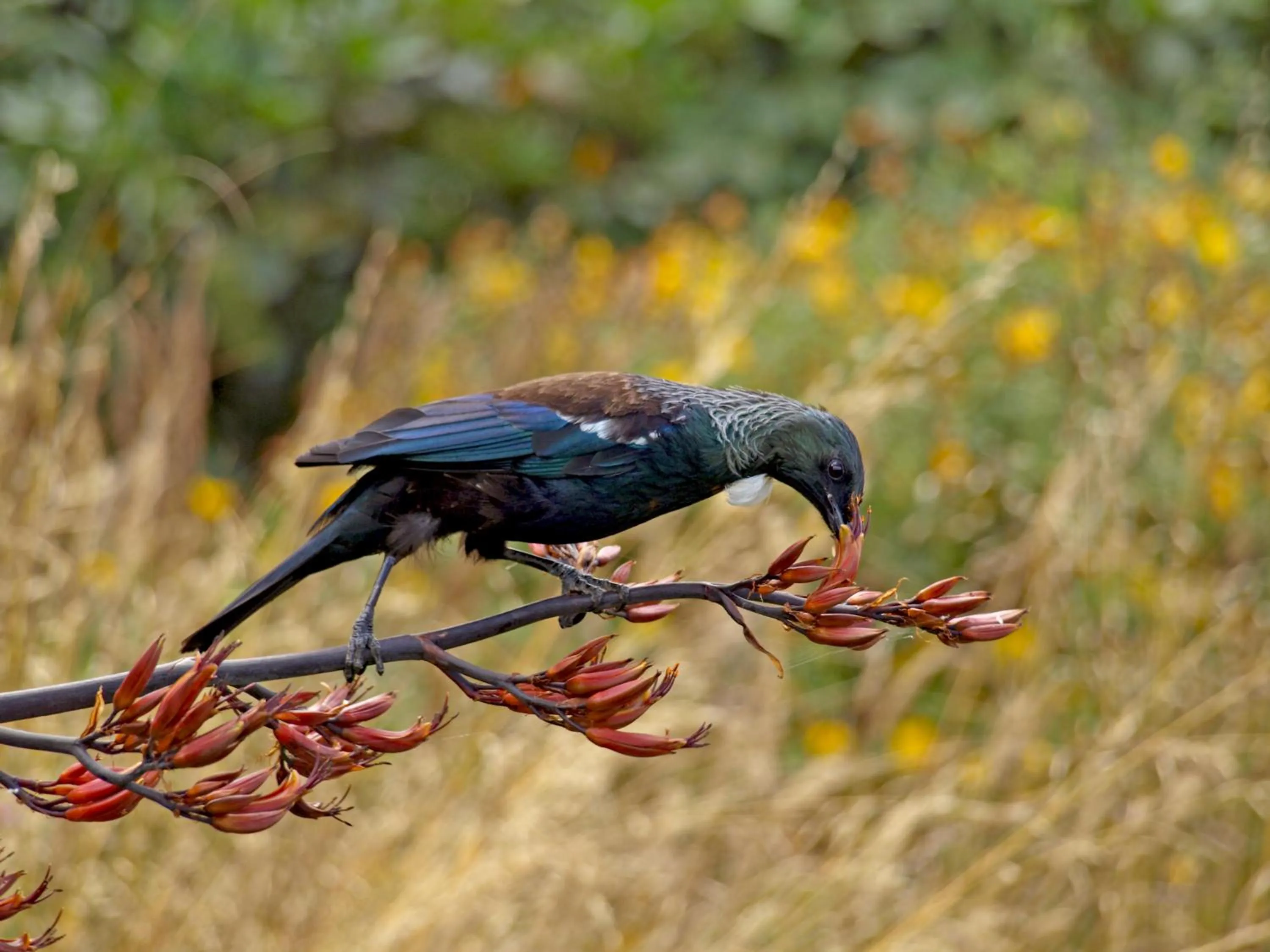 Day in Invercargill Holiday Park & Motels