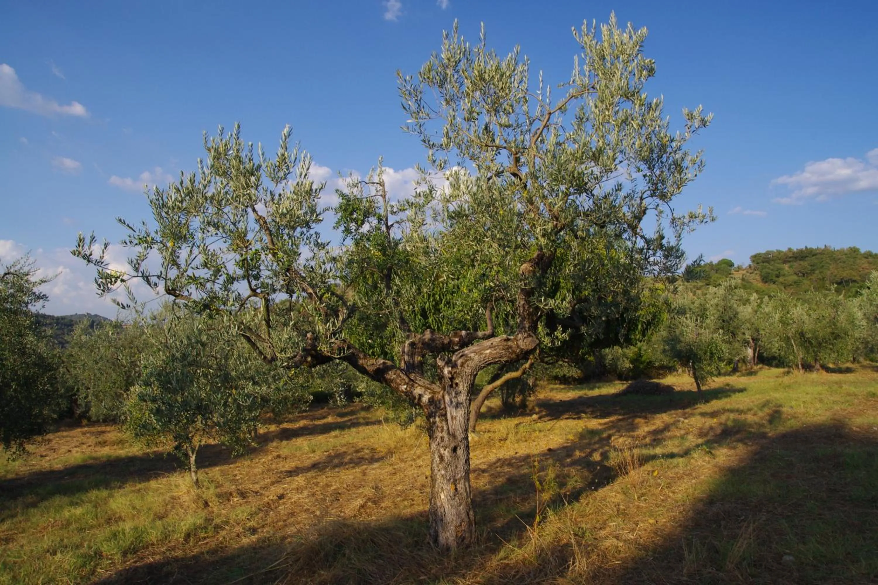 Garden view in Mezzano In Chianti