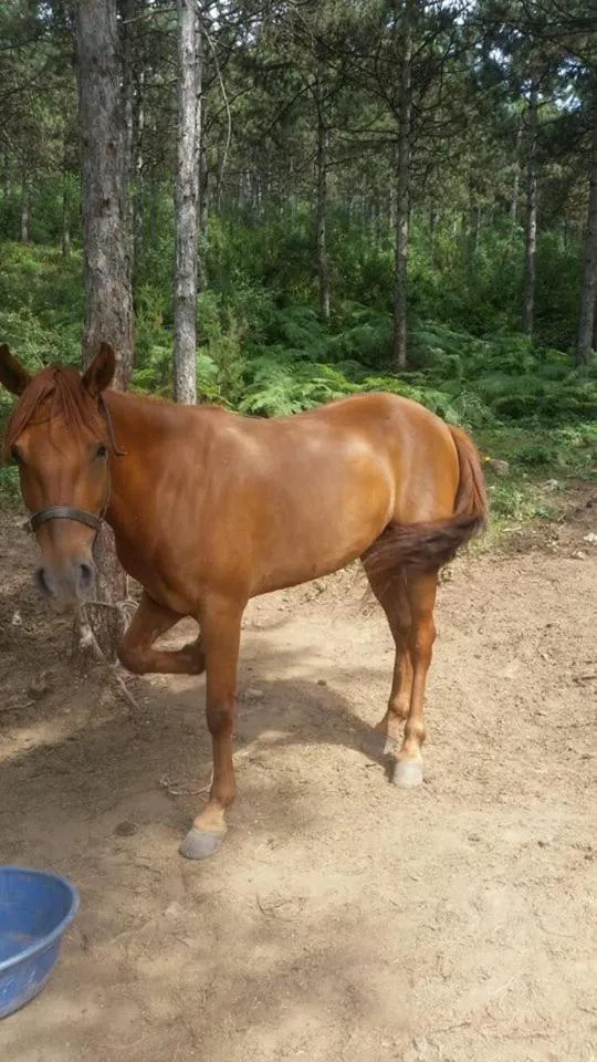Property building in Castle Nolana