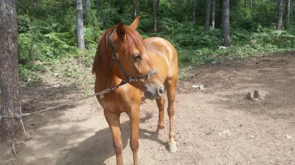 Property building in Castle Nolana