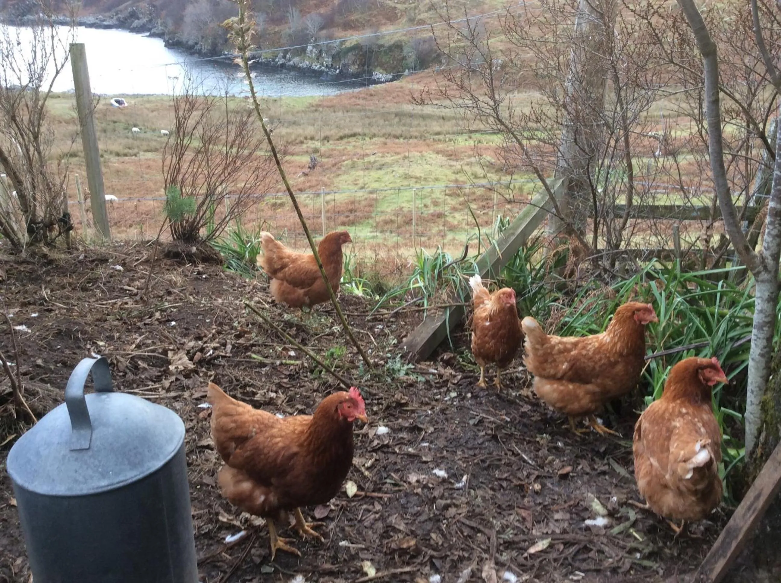 Breakfast in Tor Druim