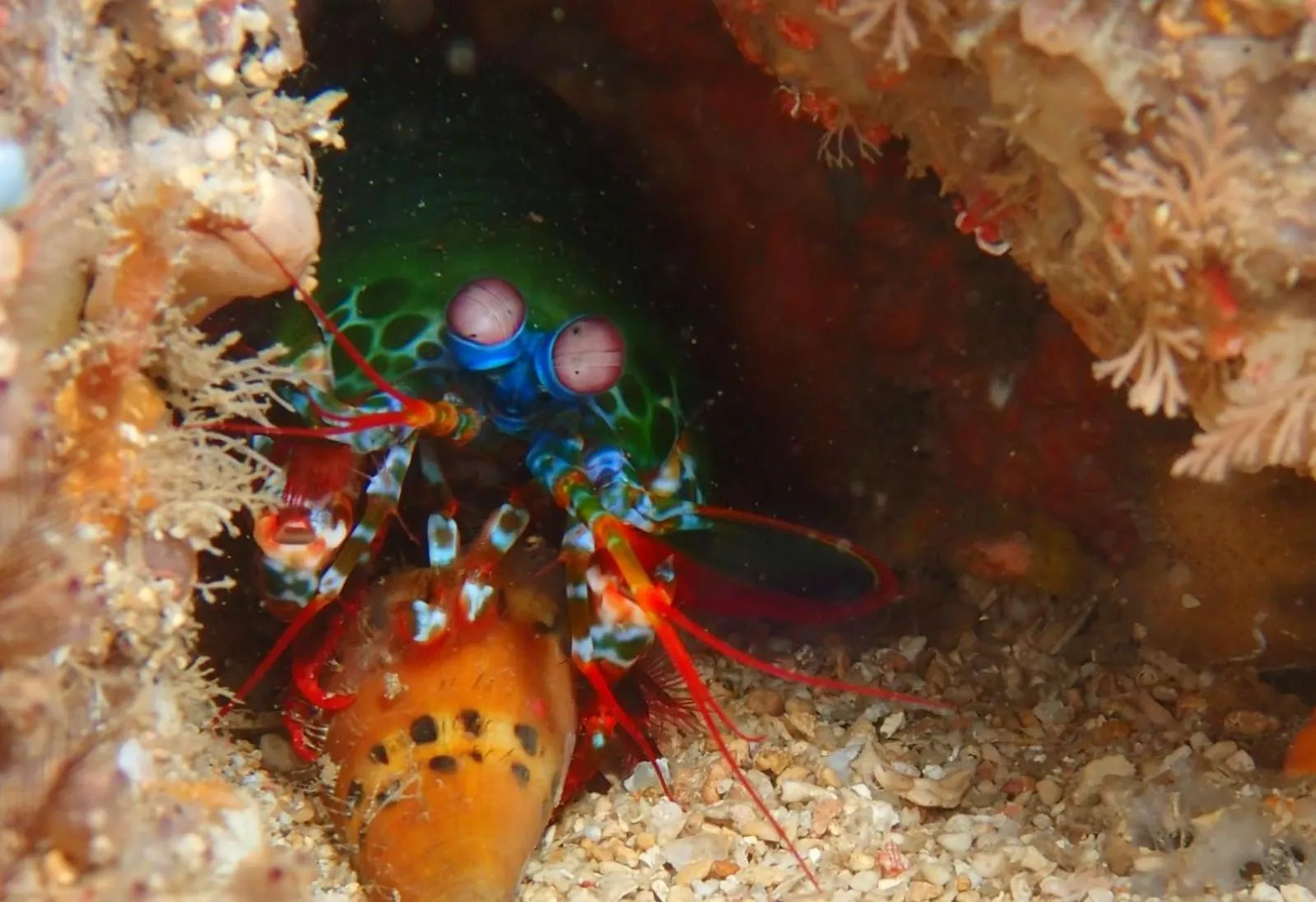 Diving in The High Dive Gili Gede by Ultimate Resorts