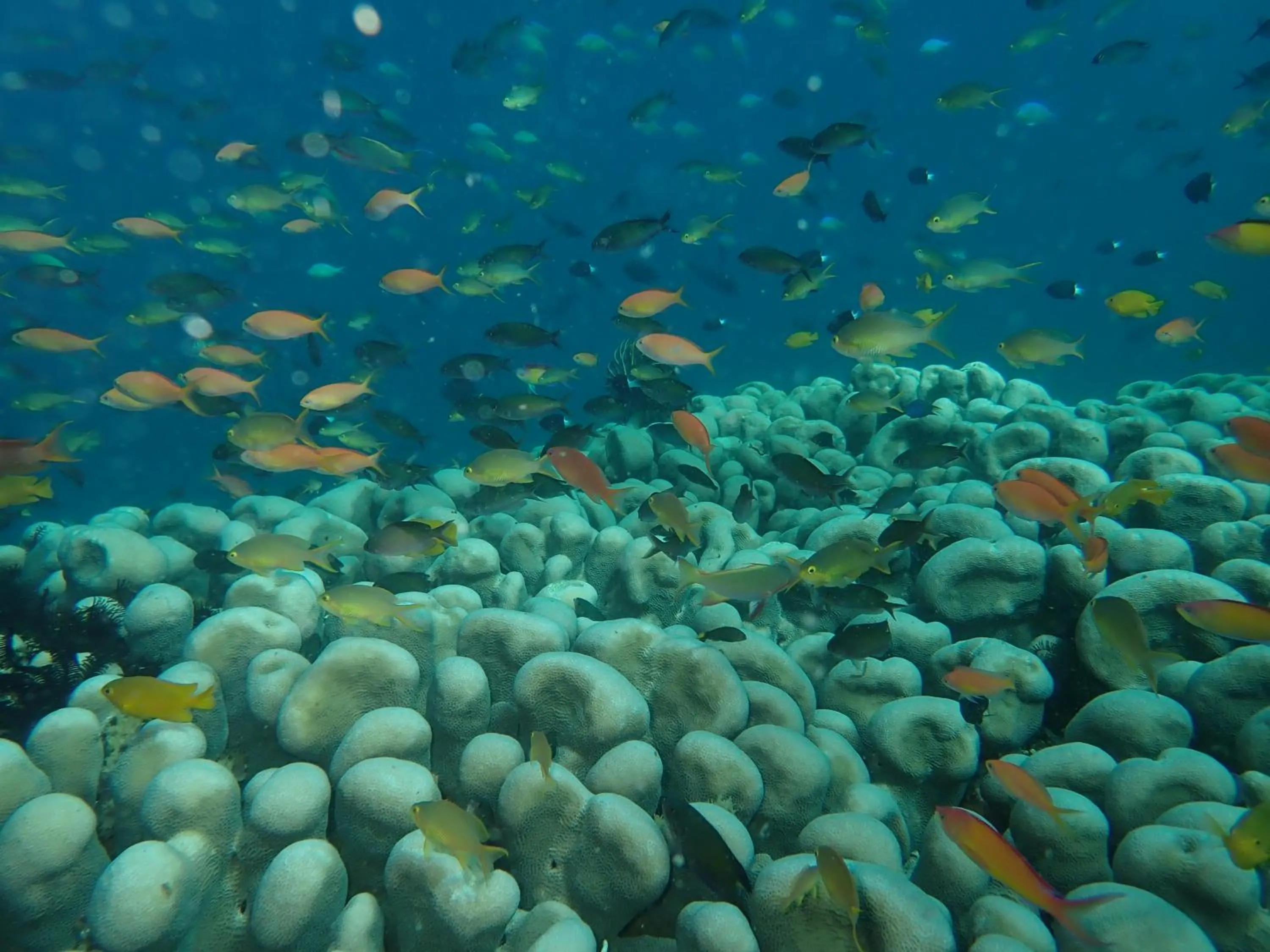 Snorkeling in The High Dive Gili Gede by Ultimate Resorts