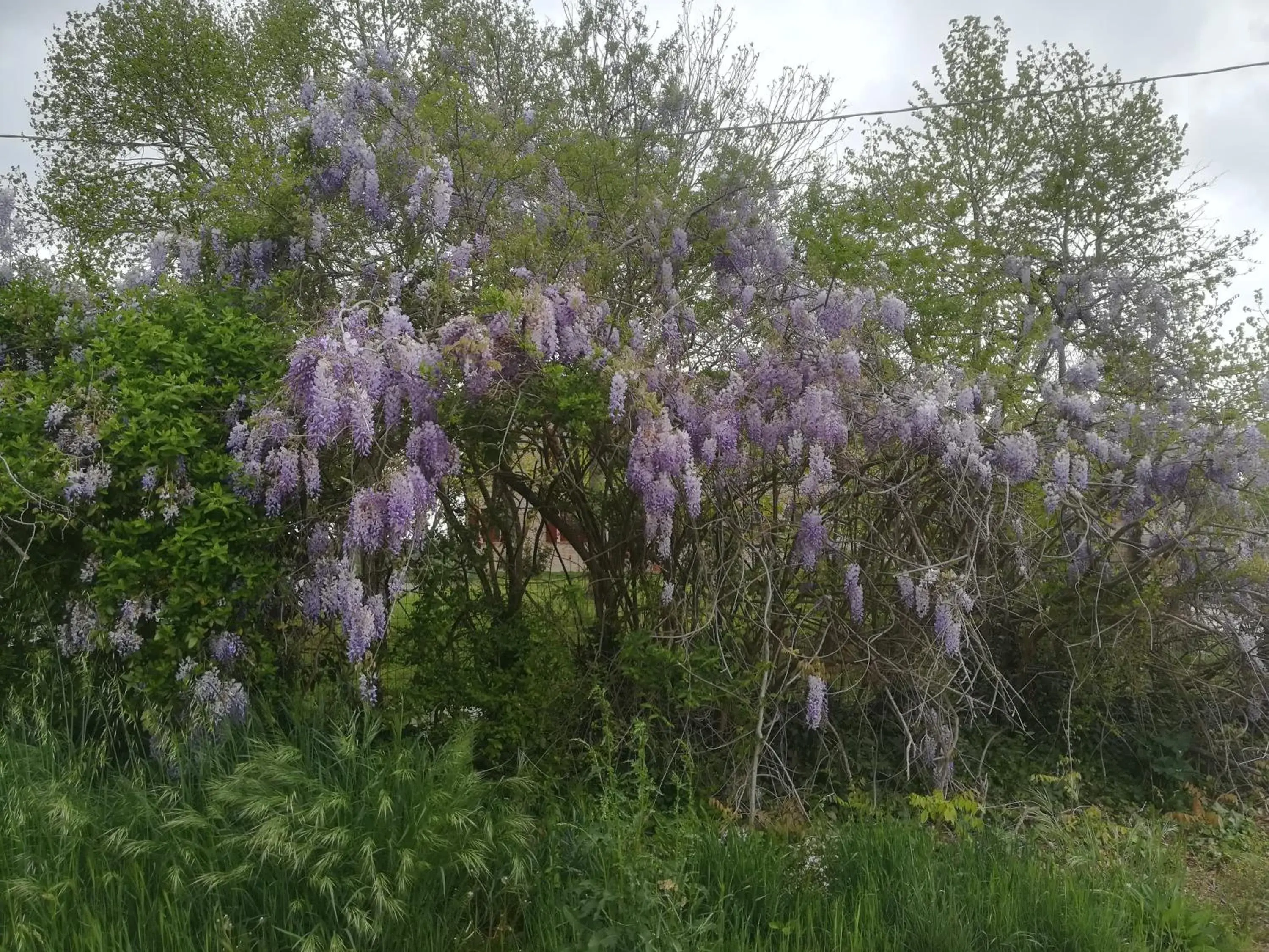 B&B Al Vecchio Noce B&B Al Vecchio Noce