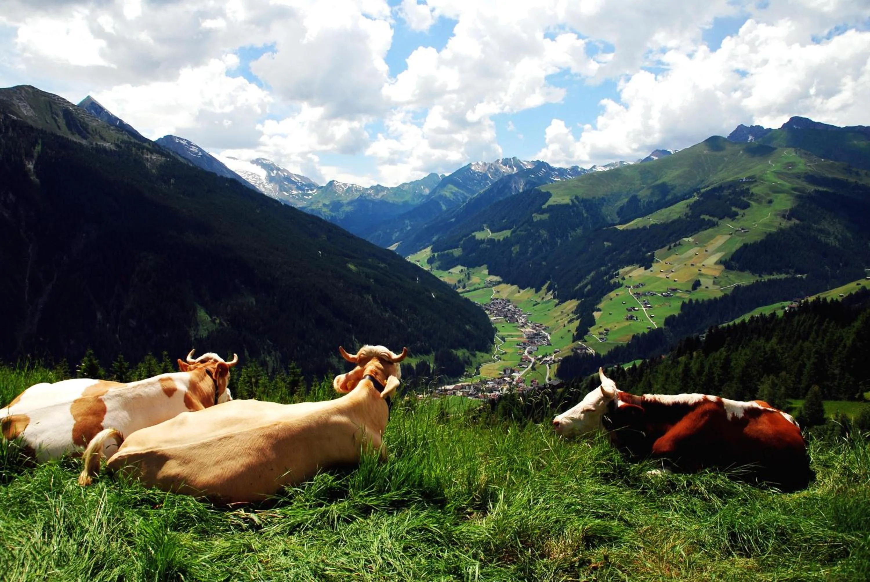 Area and facilities in Hotel Garni Forelle