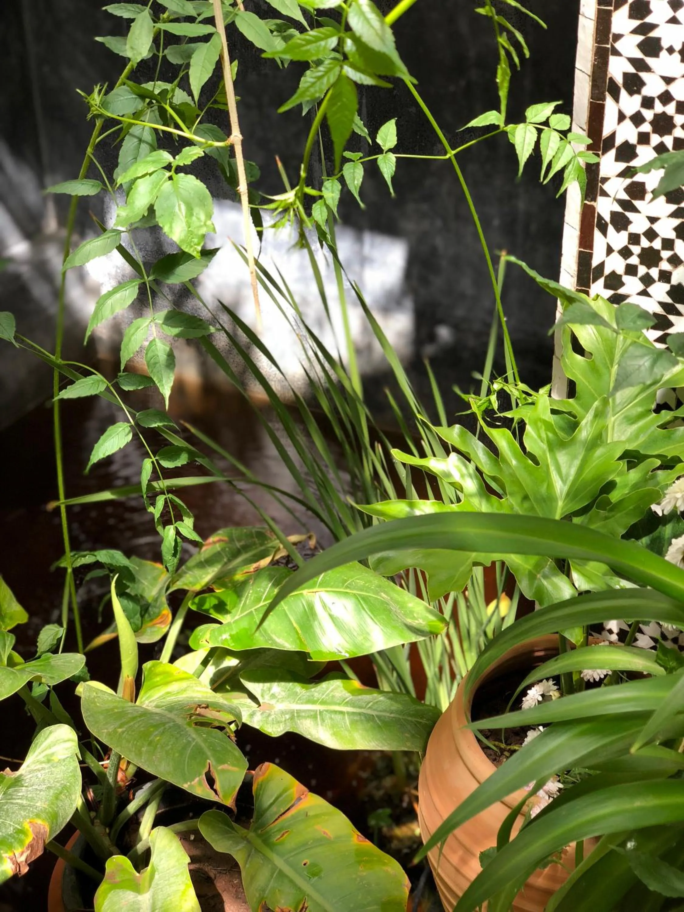 Patio in Riad Tibibt