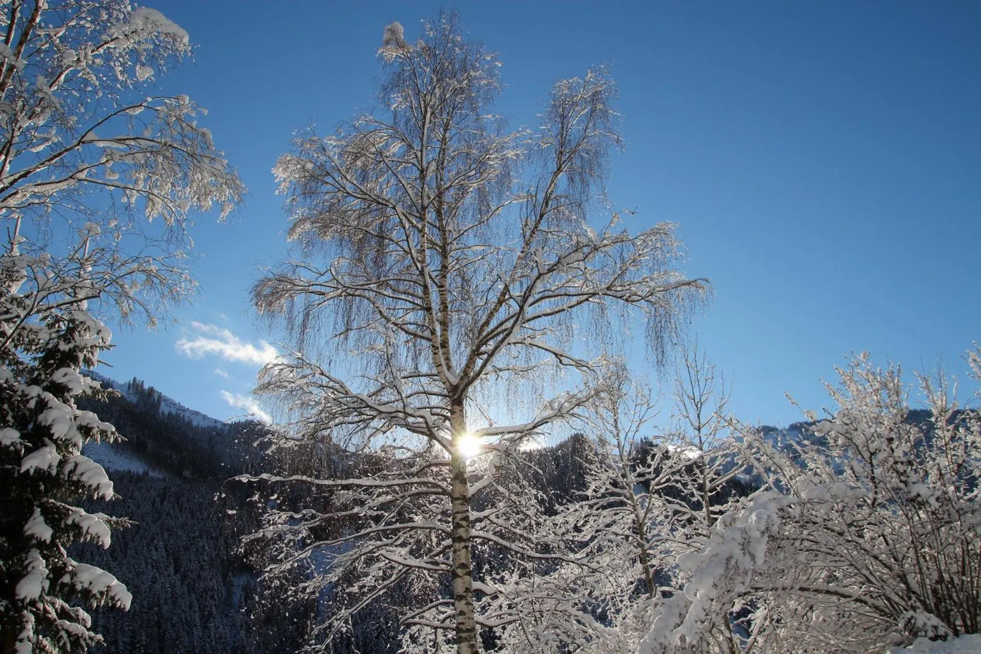 Winter in Appartements Moser