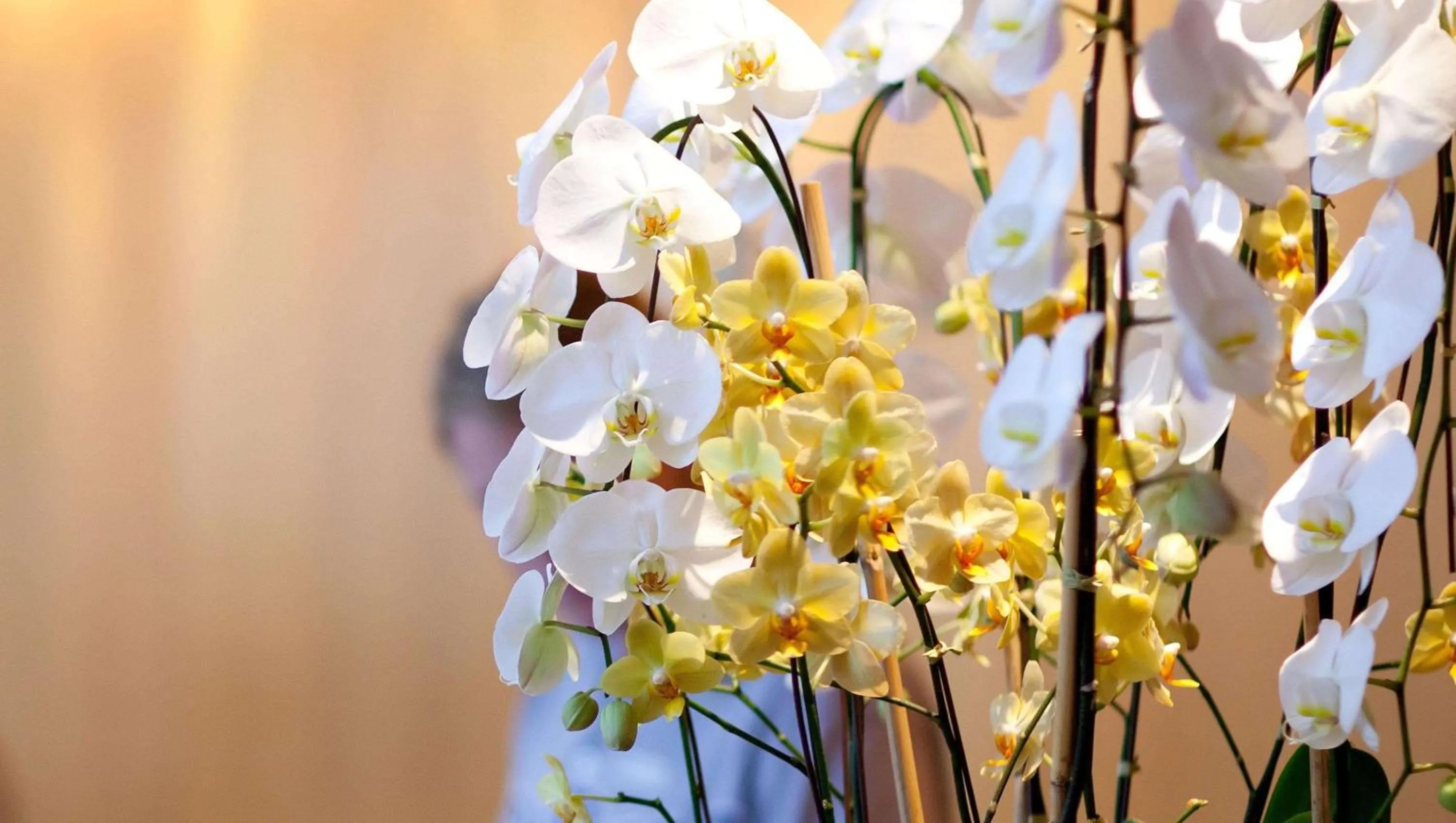 Lobby or reception in Magnuson Hotel Fowlerville