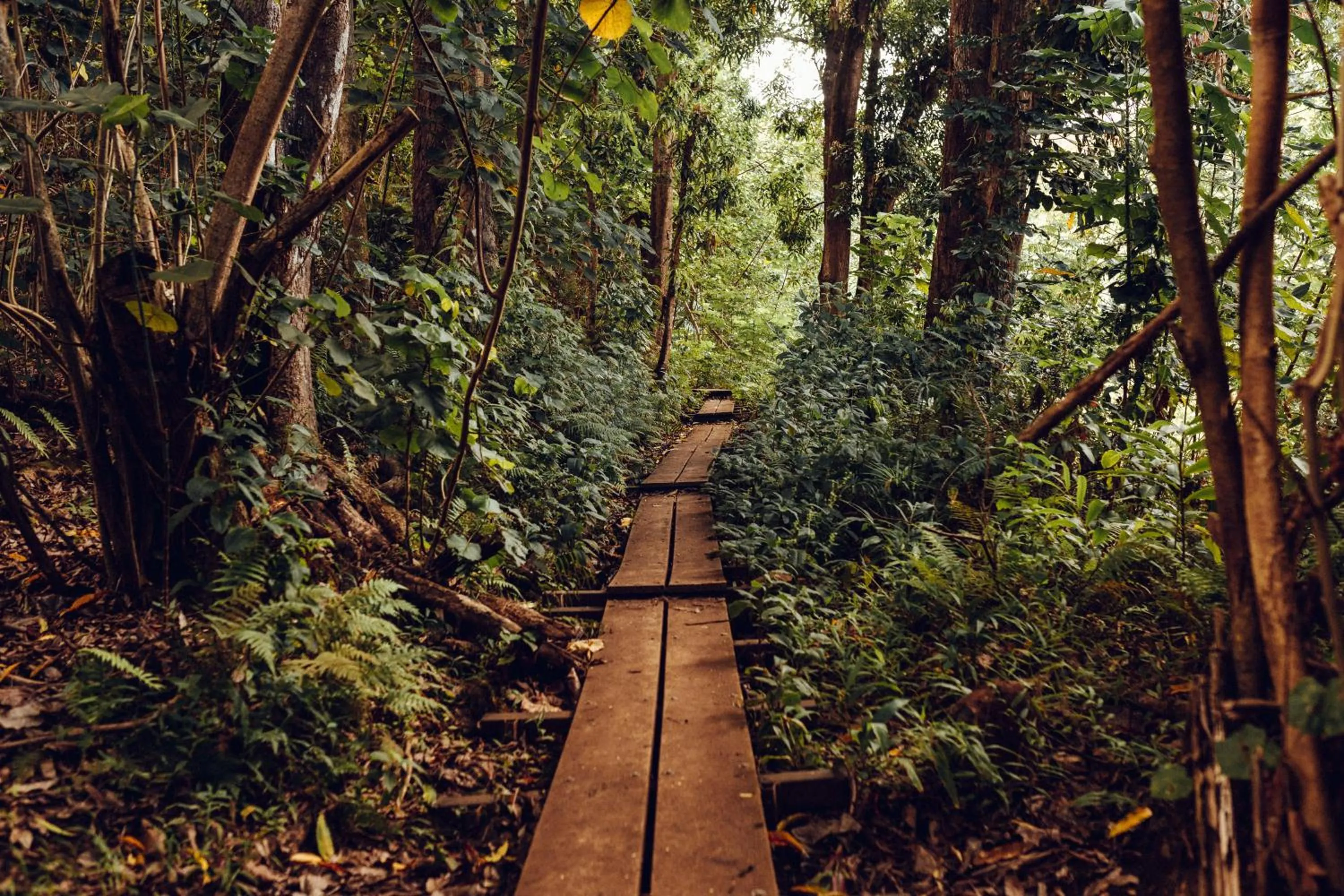Activities in Banyan Harbor Resort