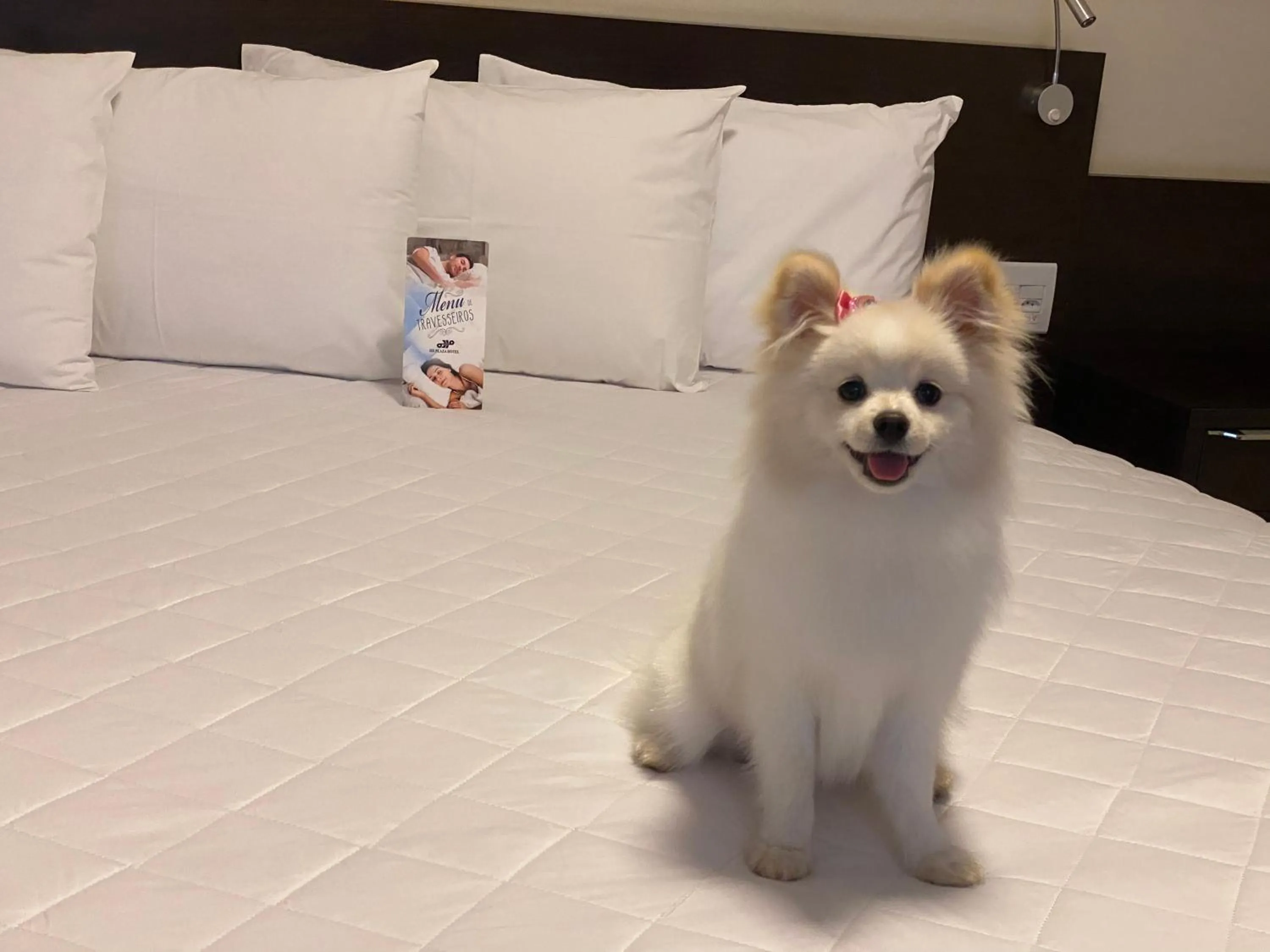 Pets in HD Plaza Hotel