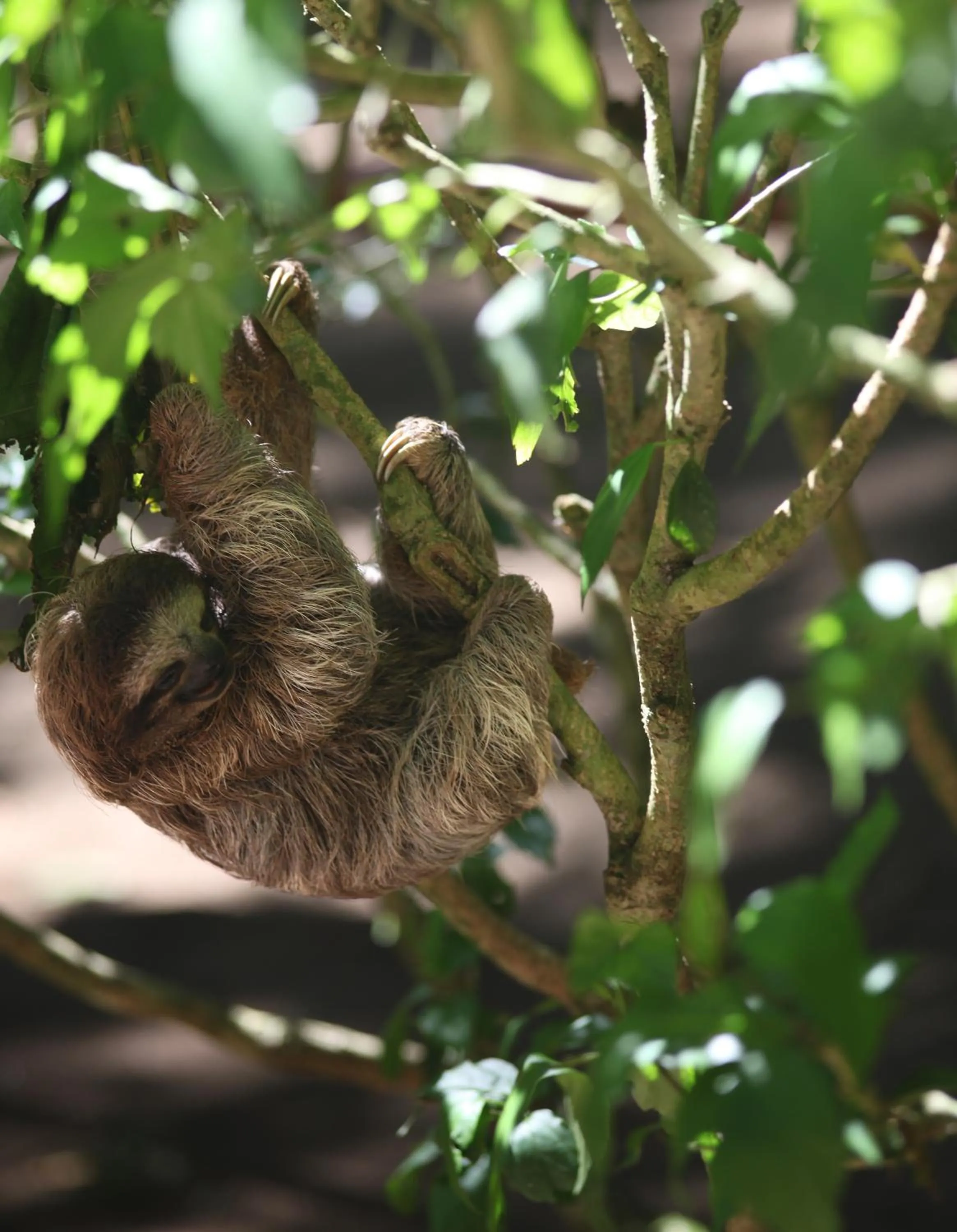 Area and facilities in Physis Caribbean Bed & Breakfast