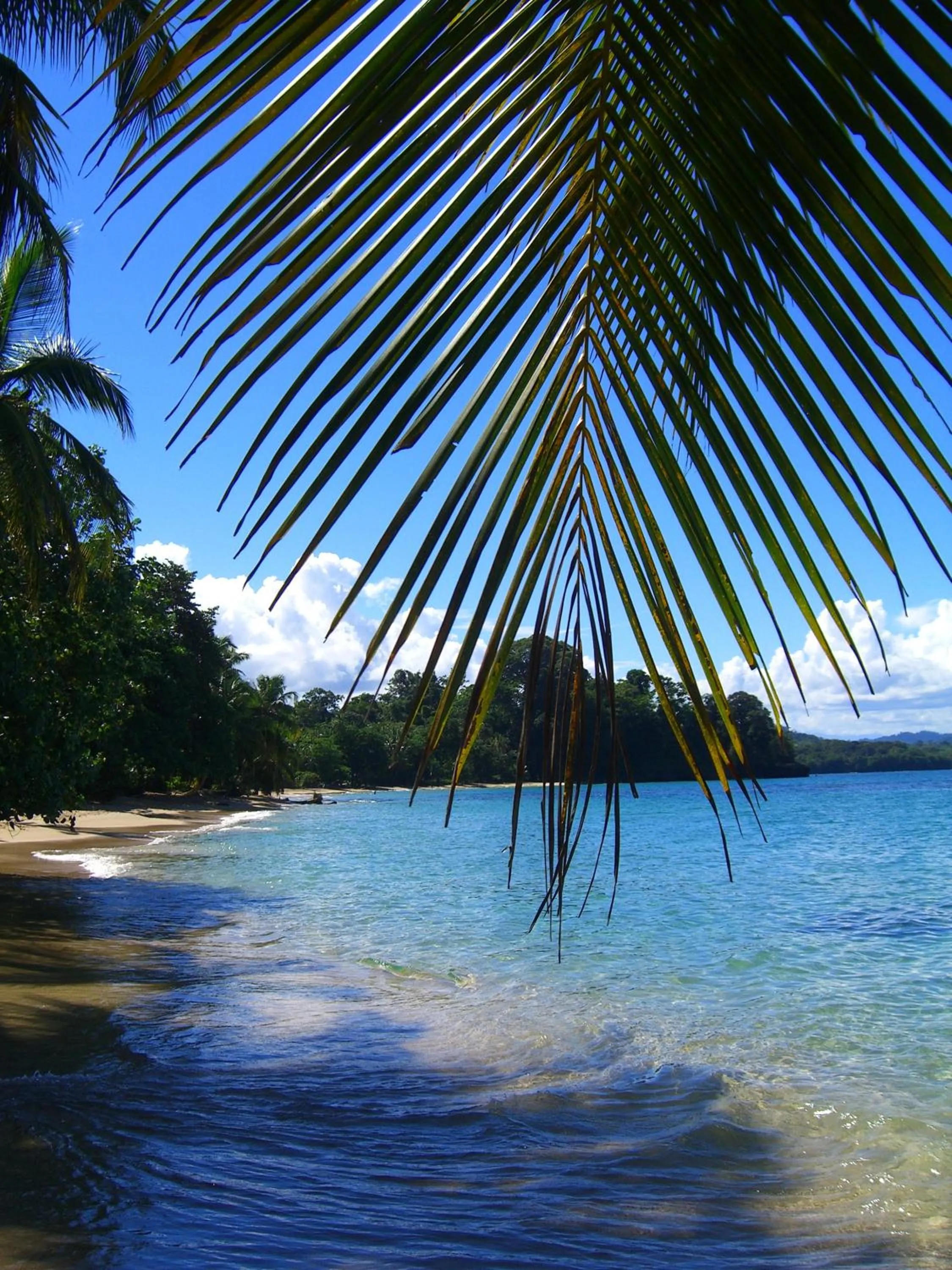 Snorkeling in Physis Caribbean Bed & Breakfast
