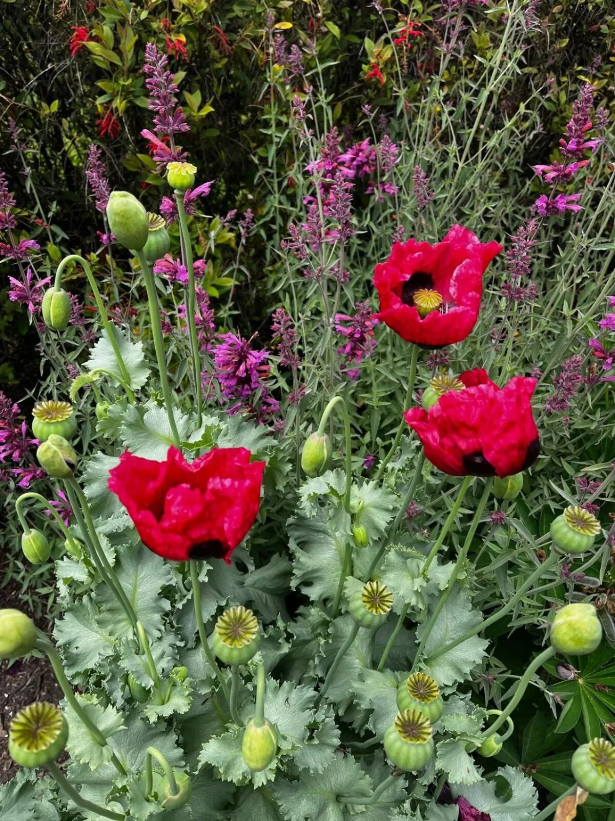 Spring in Green Gables B&B Waterfront Apartment or Garden Studio