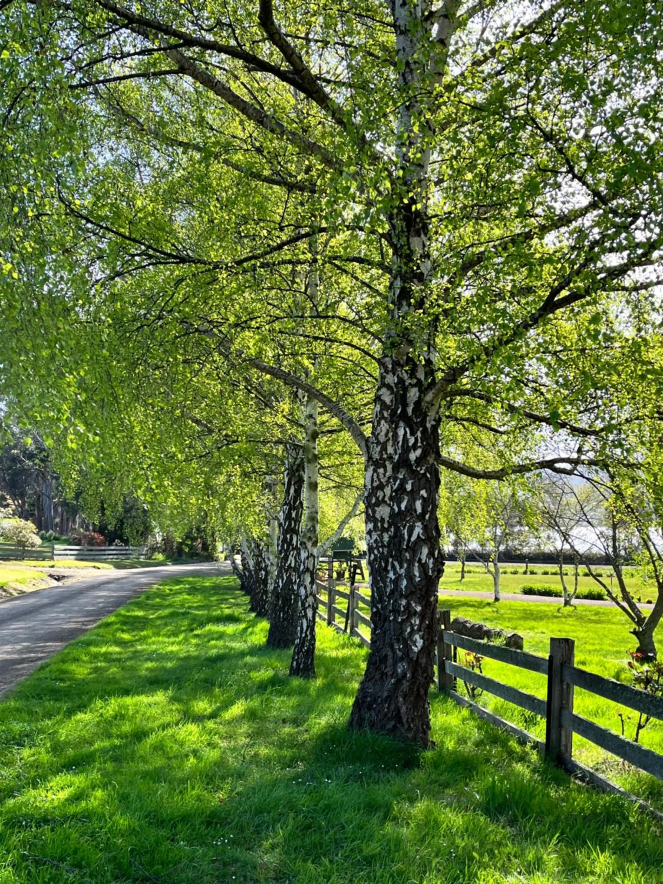 Natural landscape in Green Gables B&B Waterfront Apartment or Garden Studio