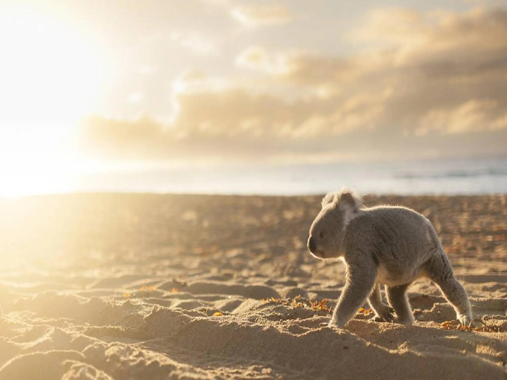Animals in Beeches By The Sea