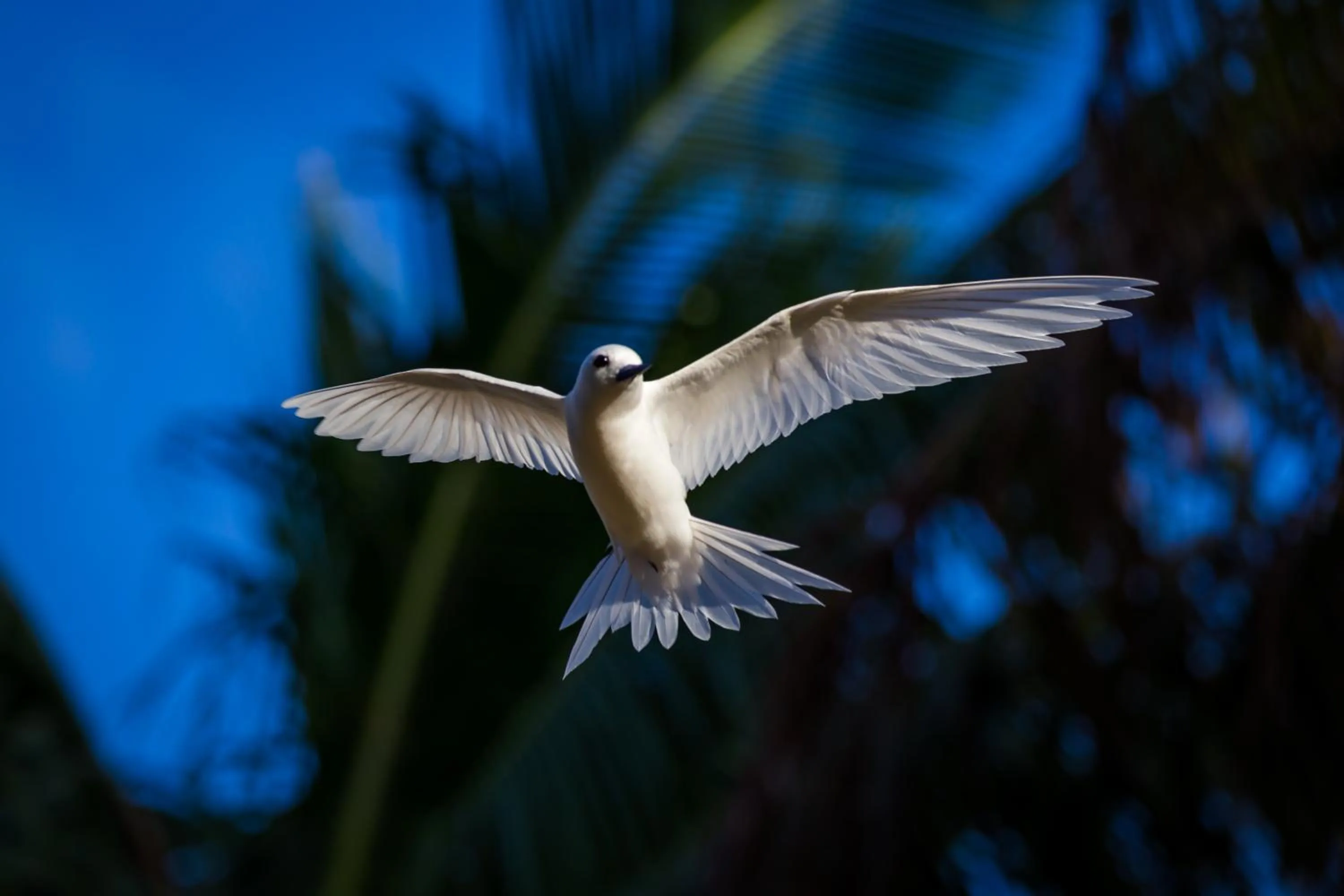 Natural landscape in Aitutaki Lagoon Private Island Resort (Adults Only)