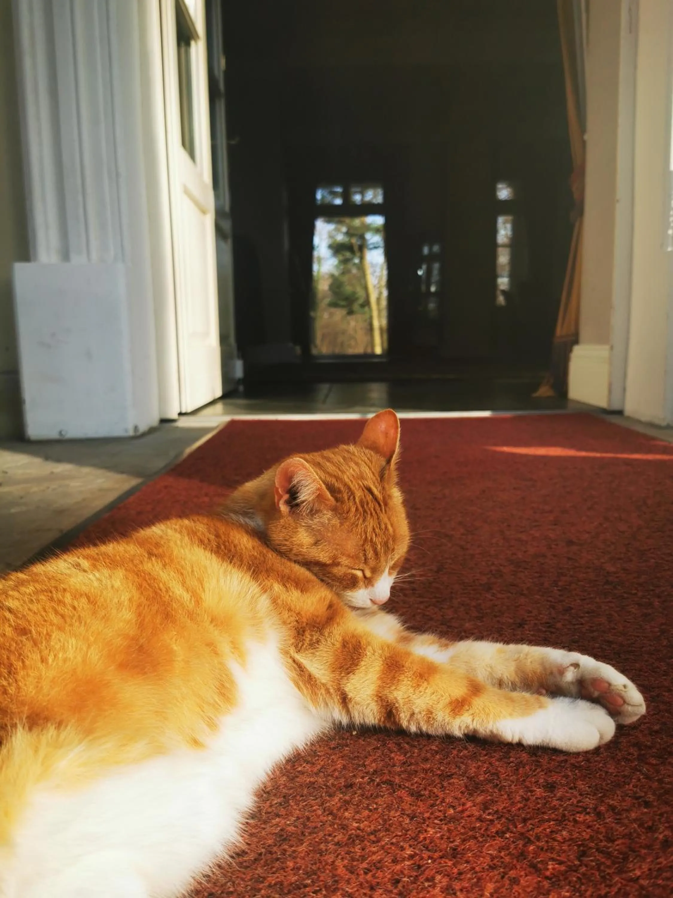 Pets in Dwór Sieraków