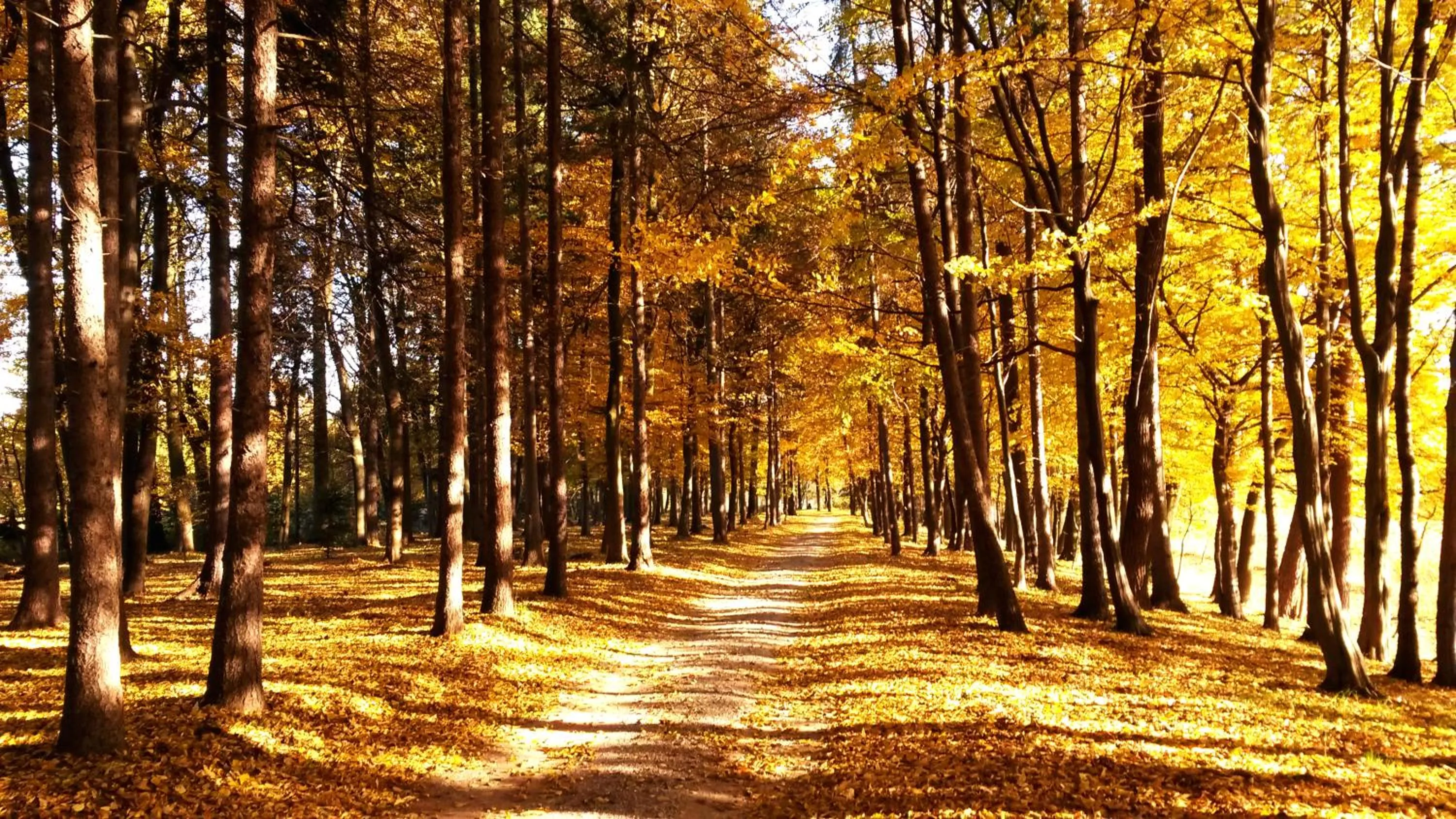 Garden in Dwór Sieraków