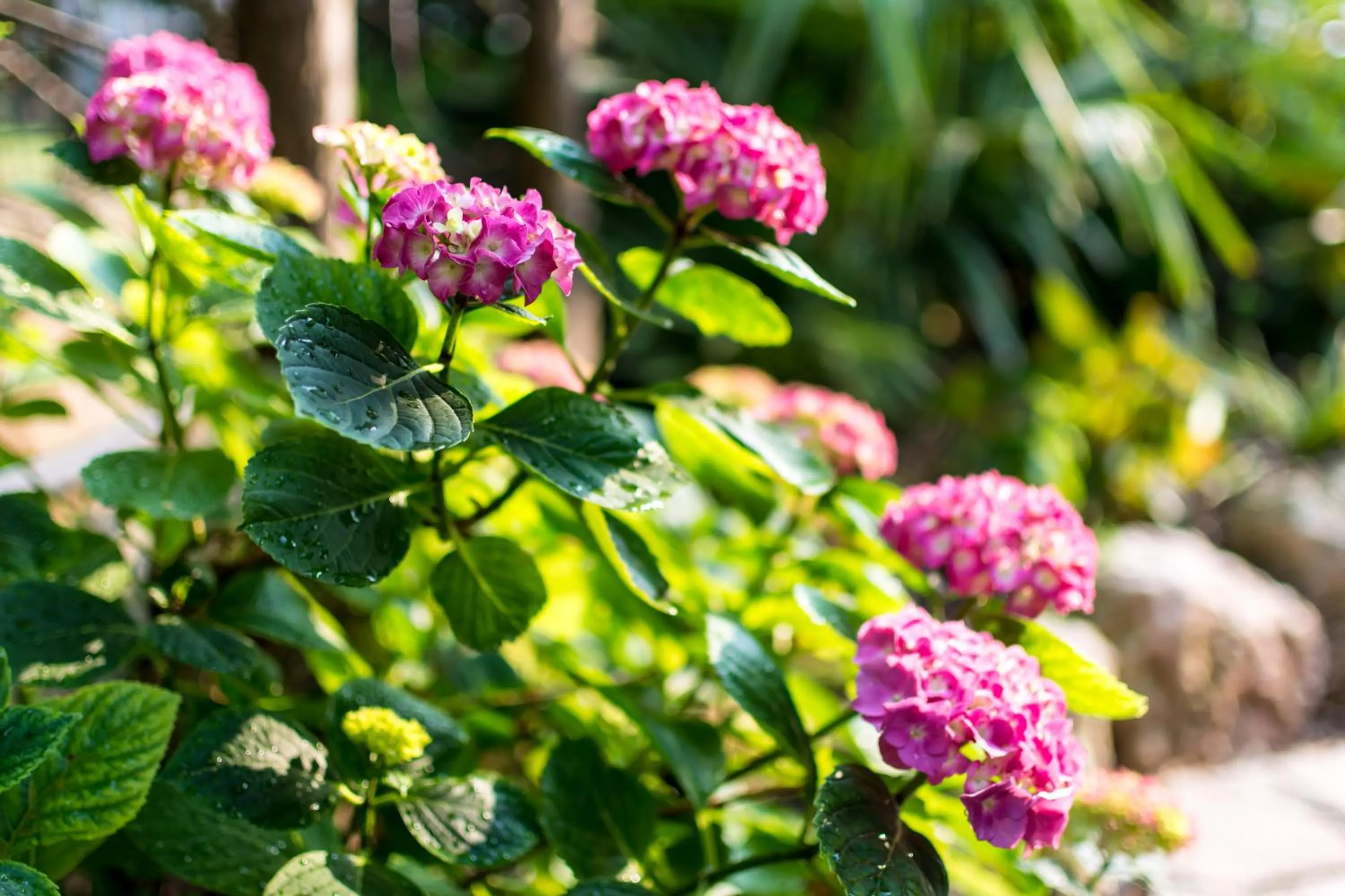 Garden in Hotel San Giorgio