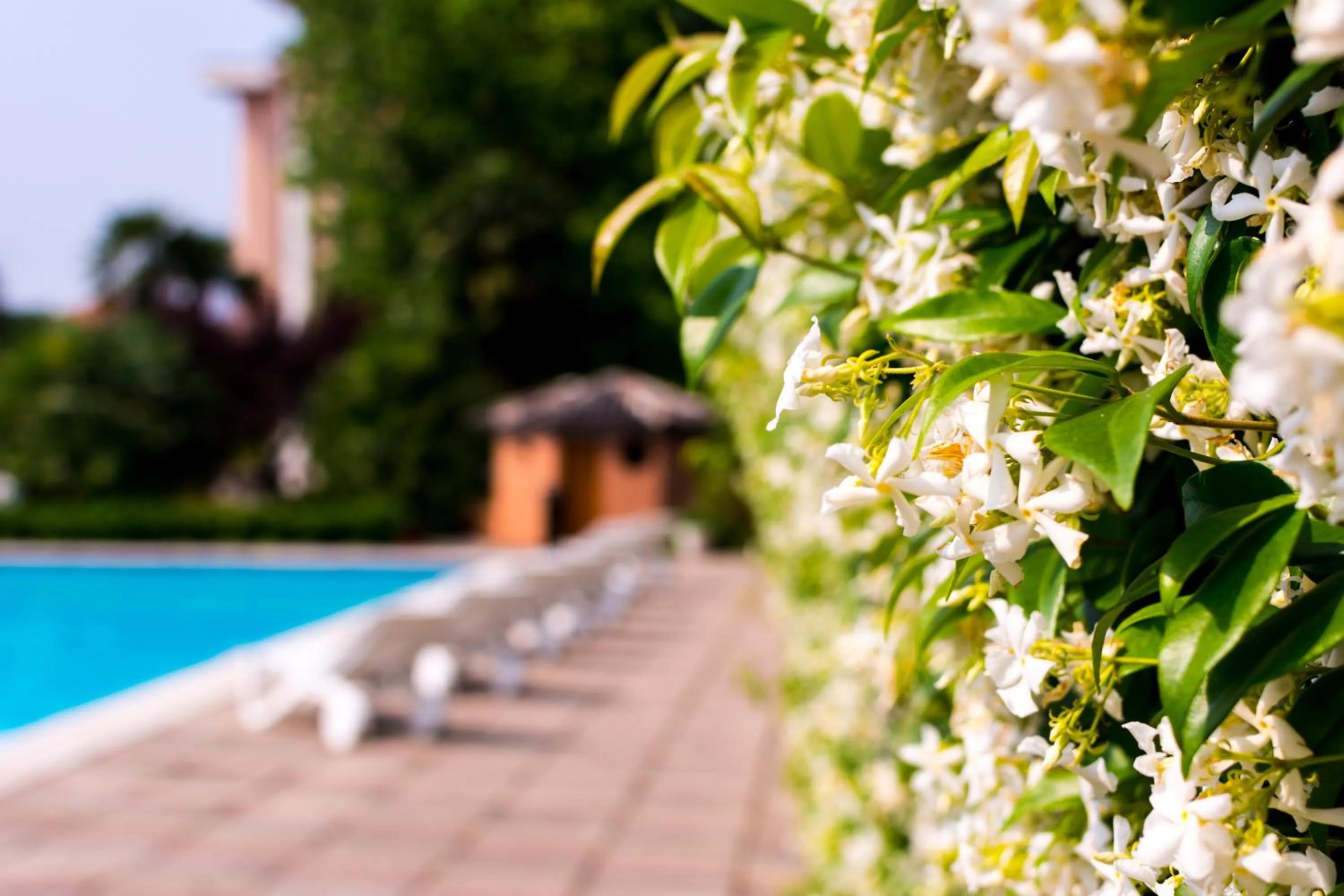 Garden in Hotel San Giorgio