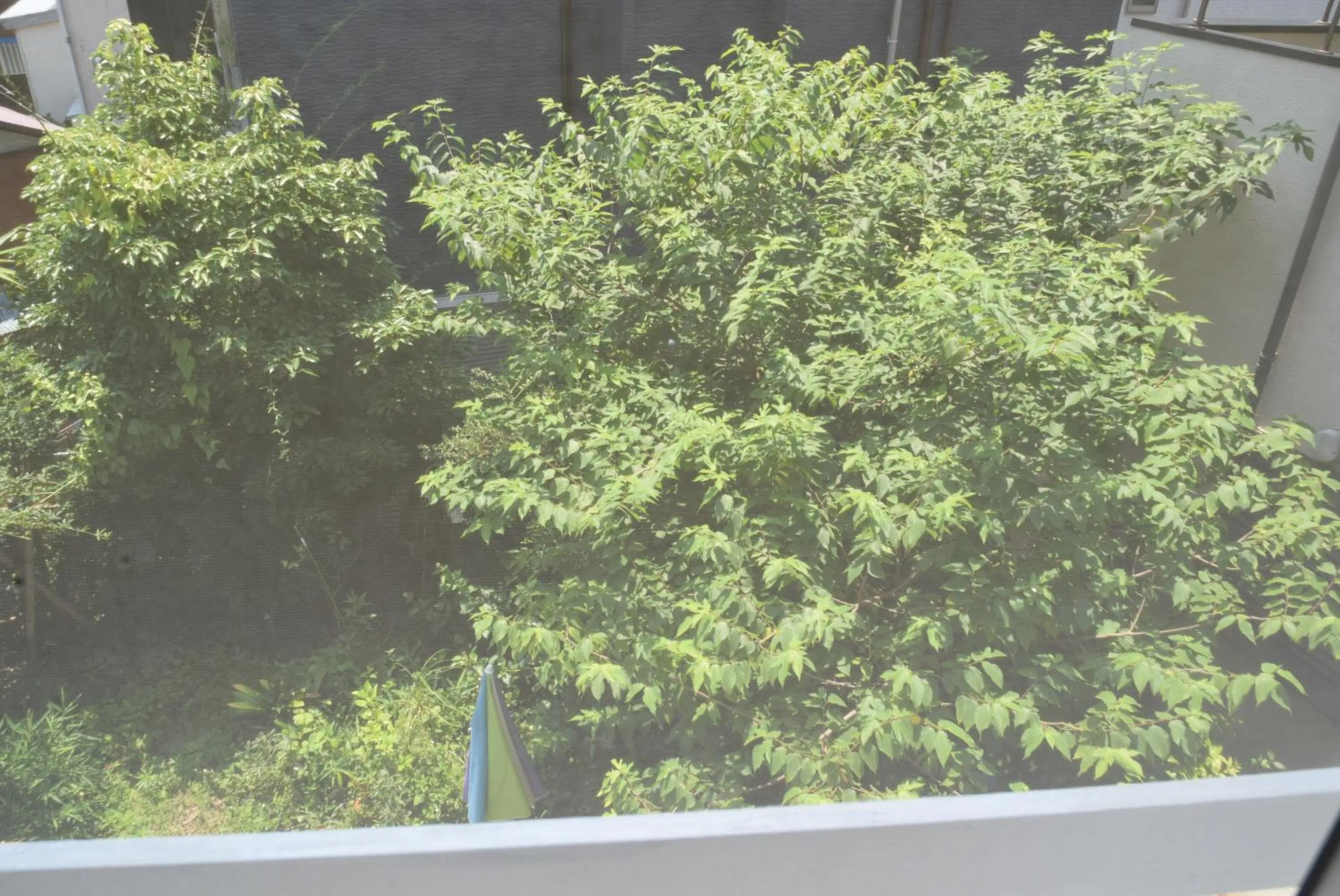 Garden in EMS Enoshima クラシックゲストハウス 寝室は個室 犬OK