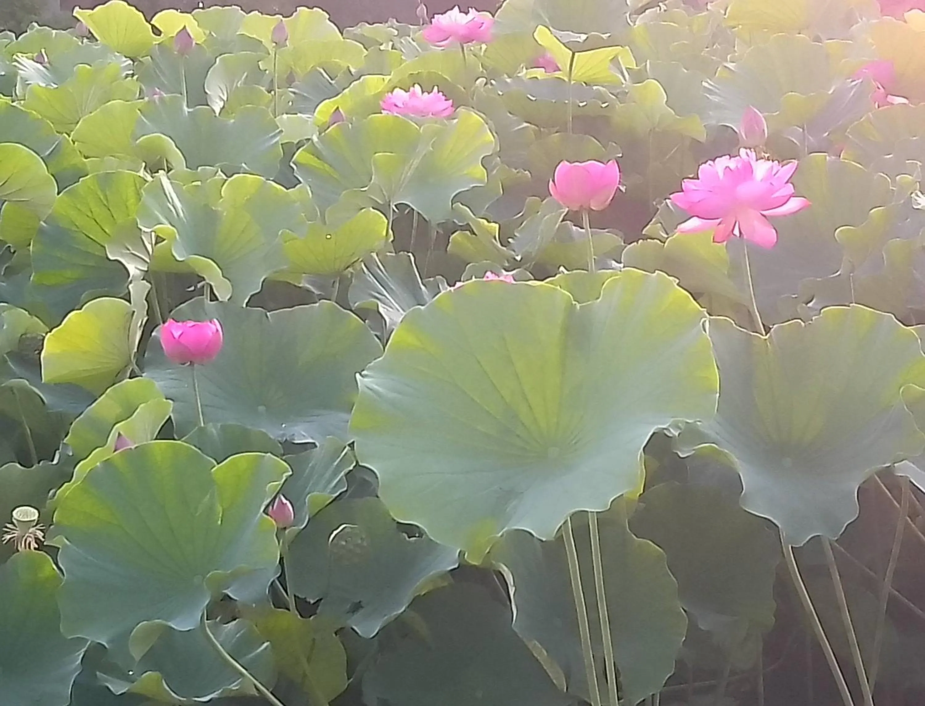 EMS Enoshima クラシックゲストハウス 寝室は個室 犬OK