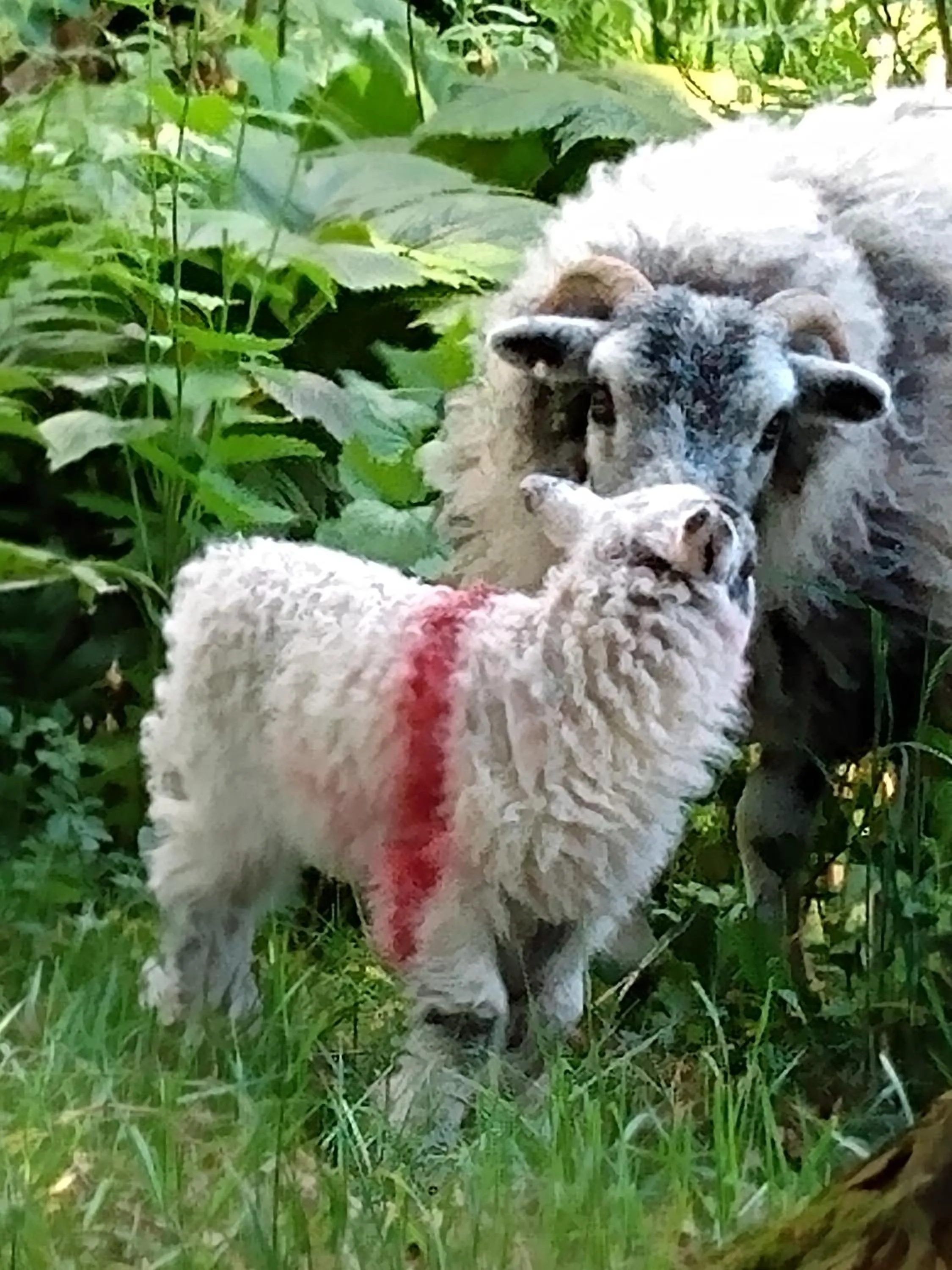 Animals in The Lakes B and B