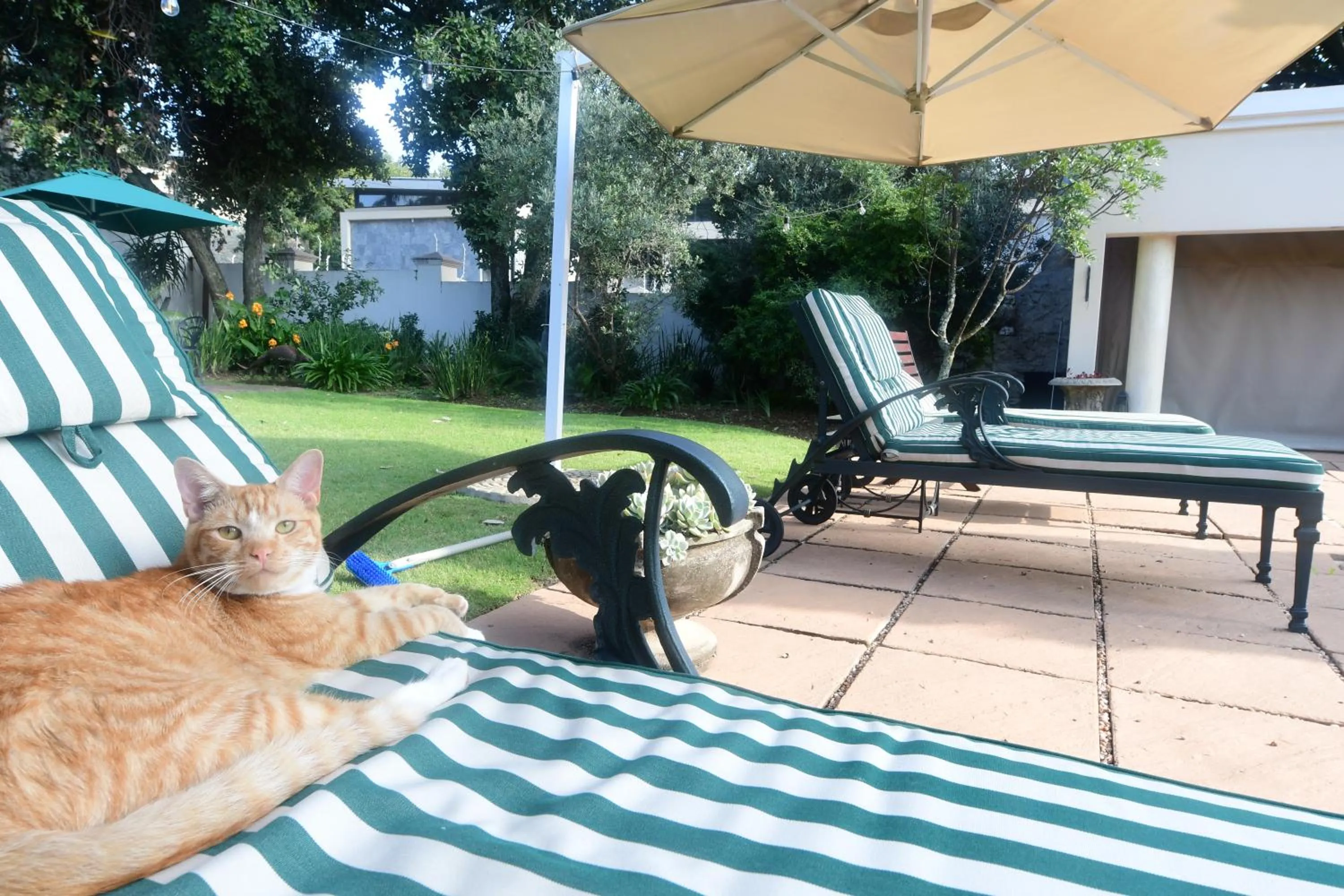 Pool view in Highgrove Guesthouse Morningside Sandton